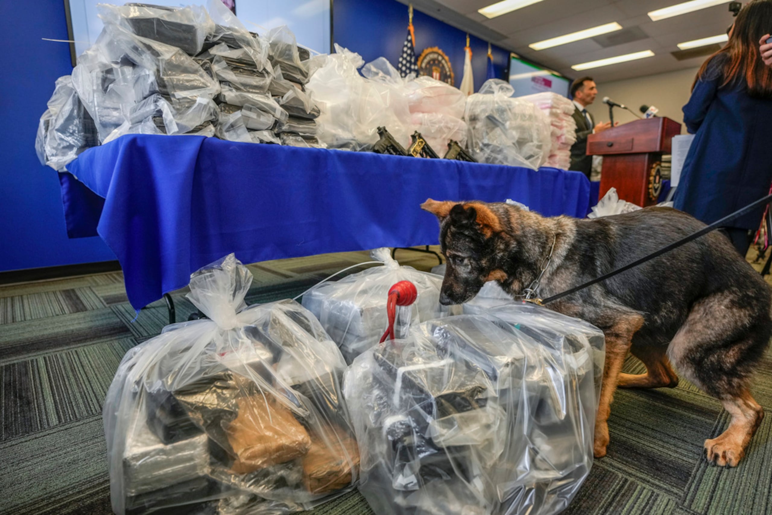El perro K9 Queza del Departamento de Policía de Los Ángeles salta sobre ladrillos de cocaína después de que funcionarios federales, locales e internacionales anunciaron cargos federales y arrestos de presuntos miembros de una operación de tráfico de drogas transnacional que rutinariamente enviaba cientos de kilogramos de cocaína desde Colombia, a través de México y el sur de California, hasta Canadá y otros lugares en Estados Unidos.