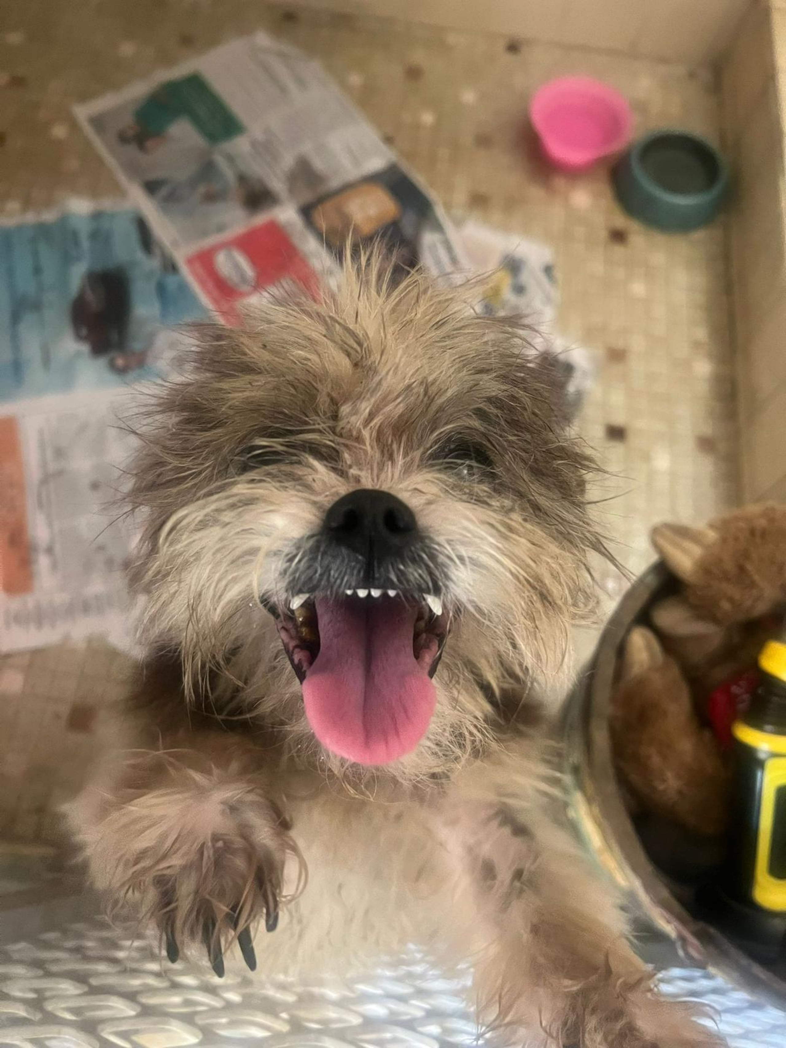 La perrita nombrada como Ángela fue rescatada por personal de la comandancia de área de Aguadilla, donde llegó a buscar refugio.