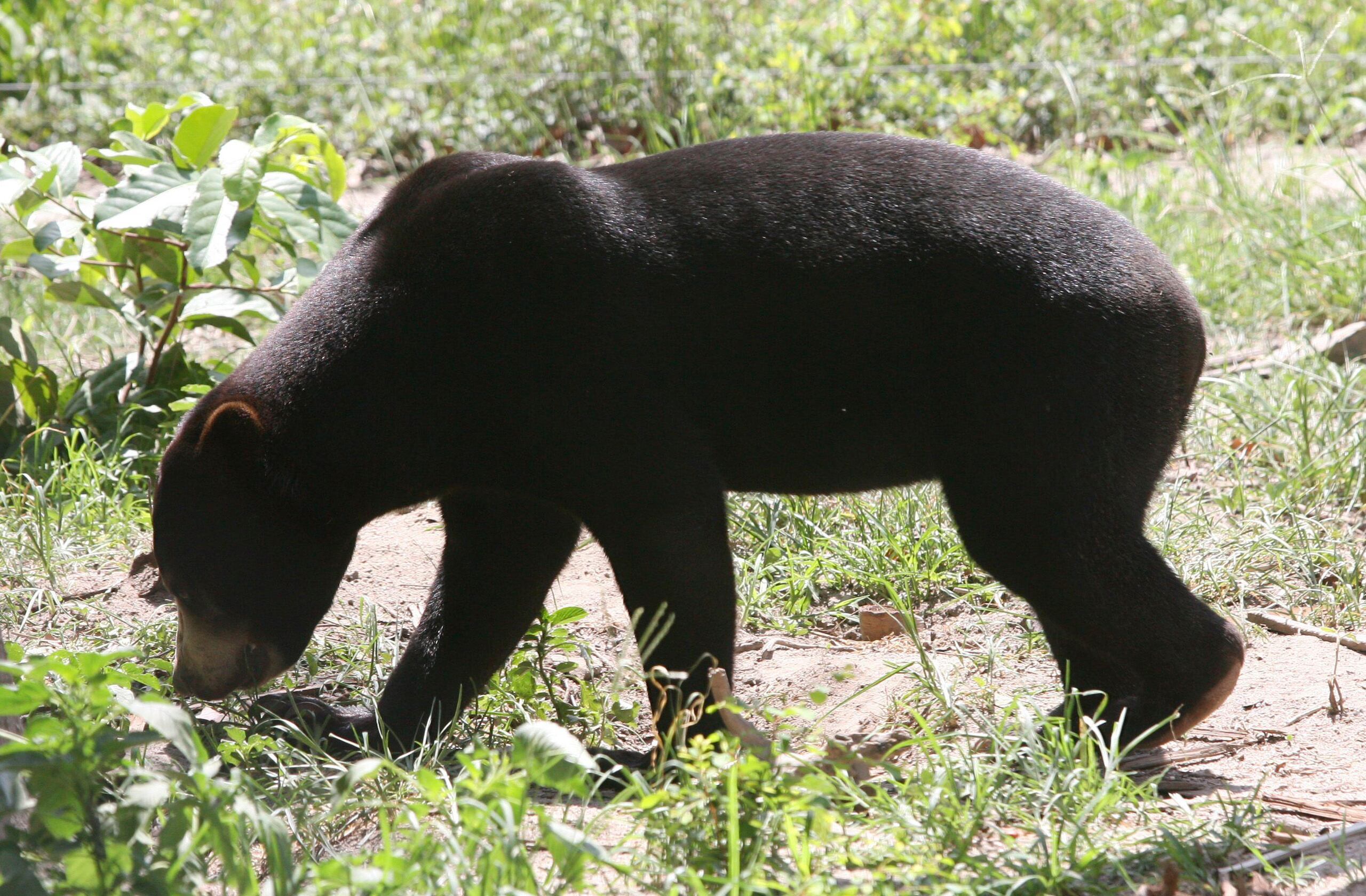 Un ejemplar de oso malayo similar al del zoológico de Hangzhou, en el este de China.