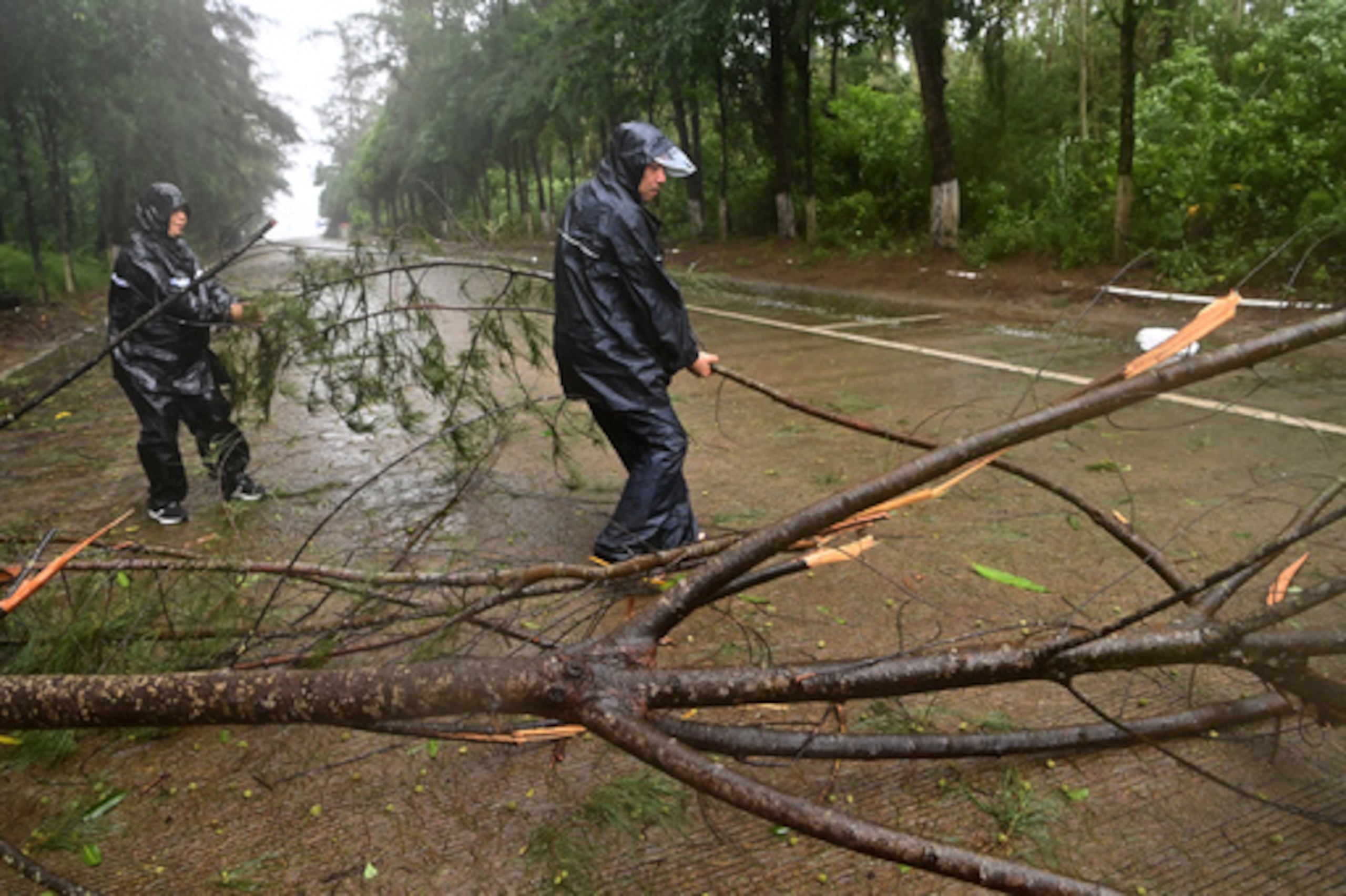 En esta fotografía difundida por la agencia de noticias Xinhua, unos trabajadores retiran un árbol caído junto a una carretera en la localidad de Jiangping, en Dongxing (Fangchenggang), en la Región Autónoma Zhuang de Guangxi, al sur de China, el sábado 4 de julio de 2026, tras el paso de un sistema meteorológico extremo por la zona. (Lu Boan/Xinhua vía AP)