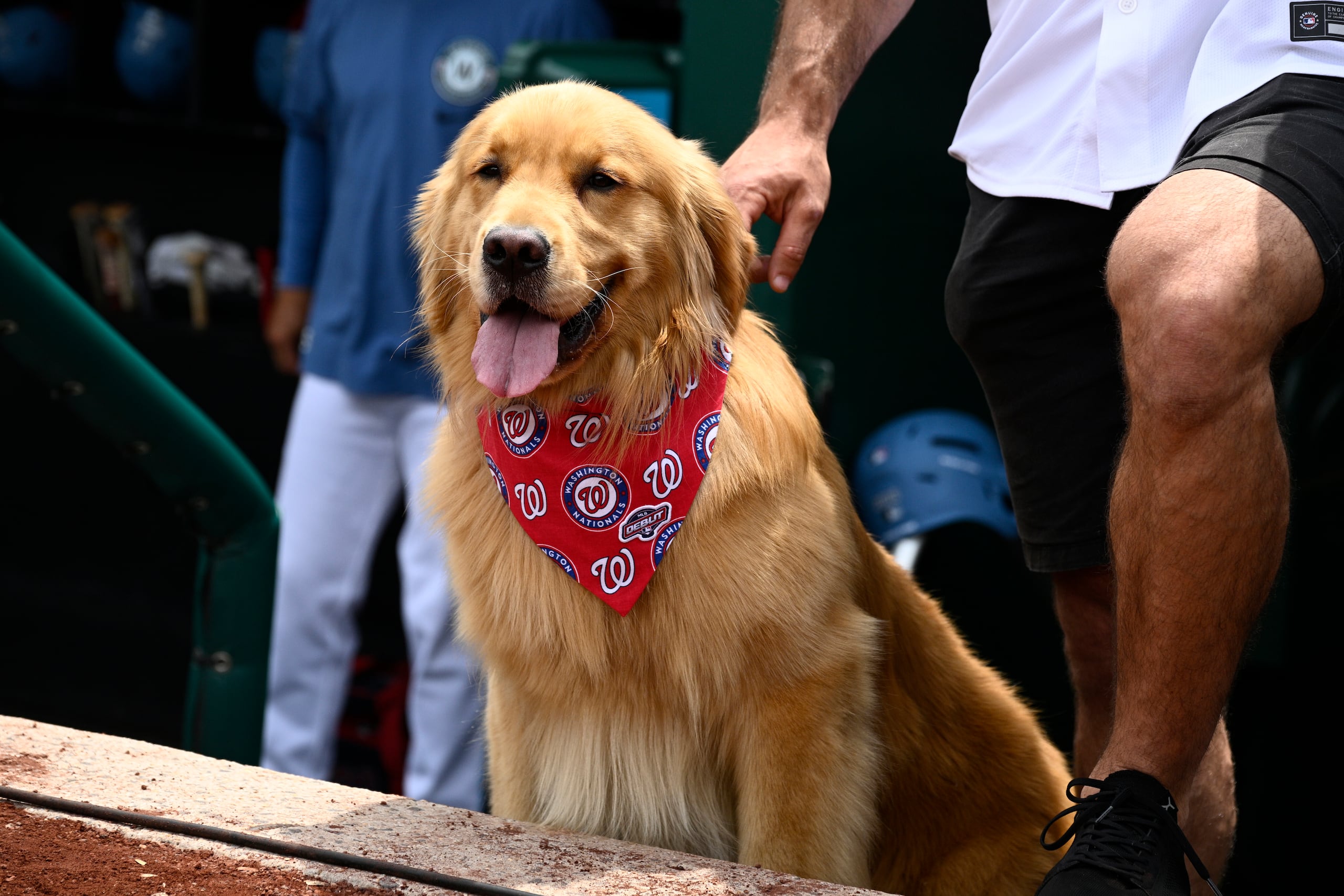 Bruce, el perro recogebates, observa antes de un juego de béisbol entre los Nationals de Washington y los Marlins de Miami.