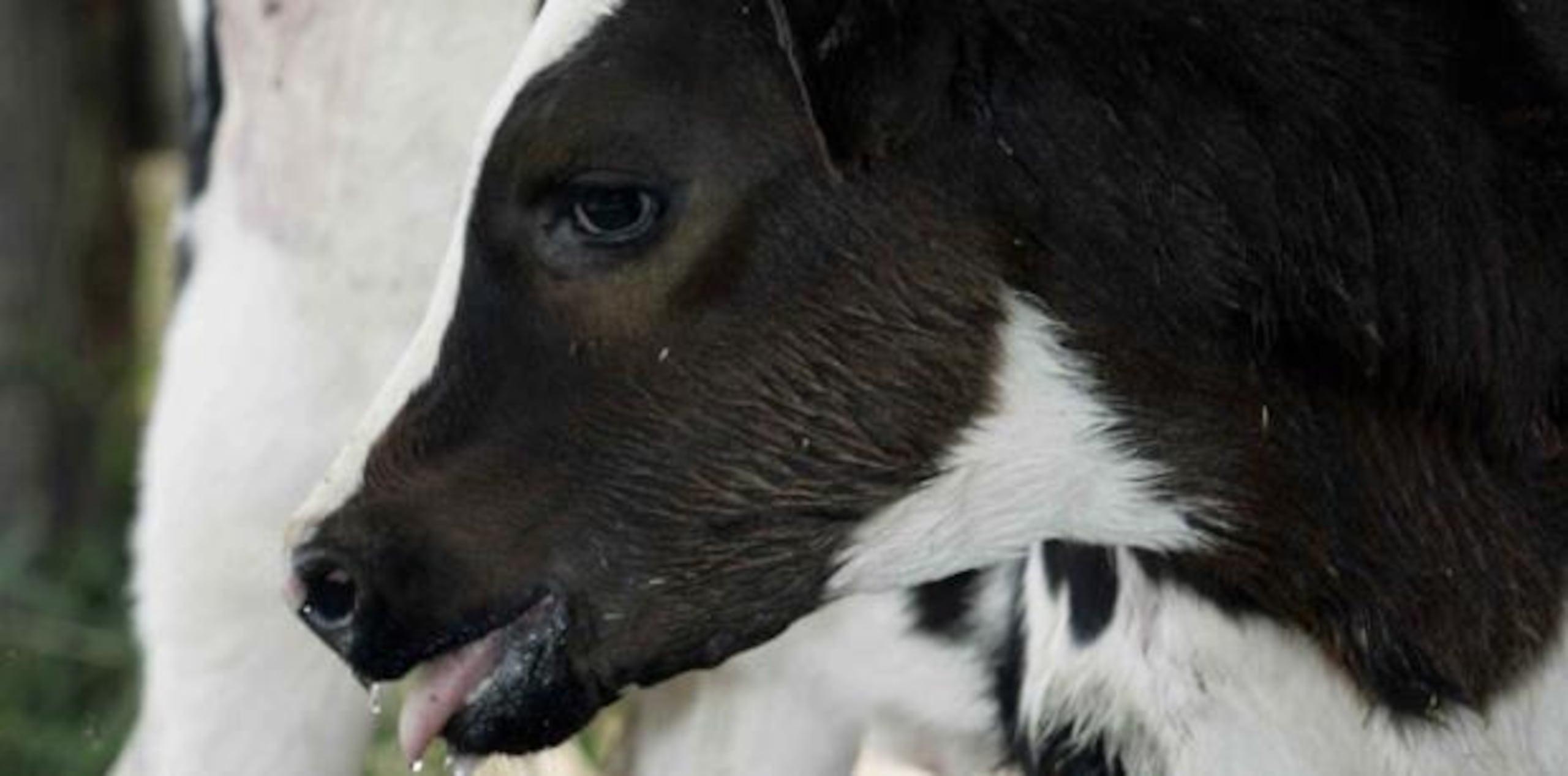 Se hurtaron tres novillas. (archivo)