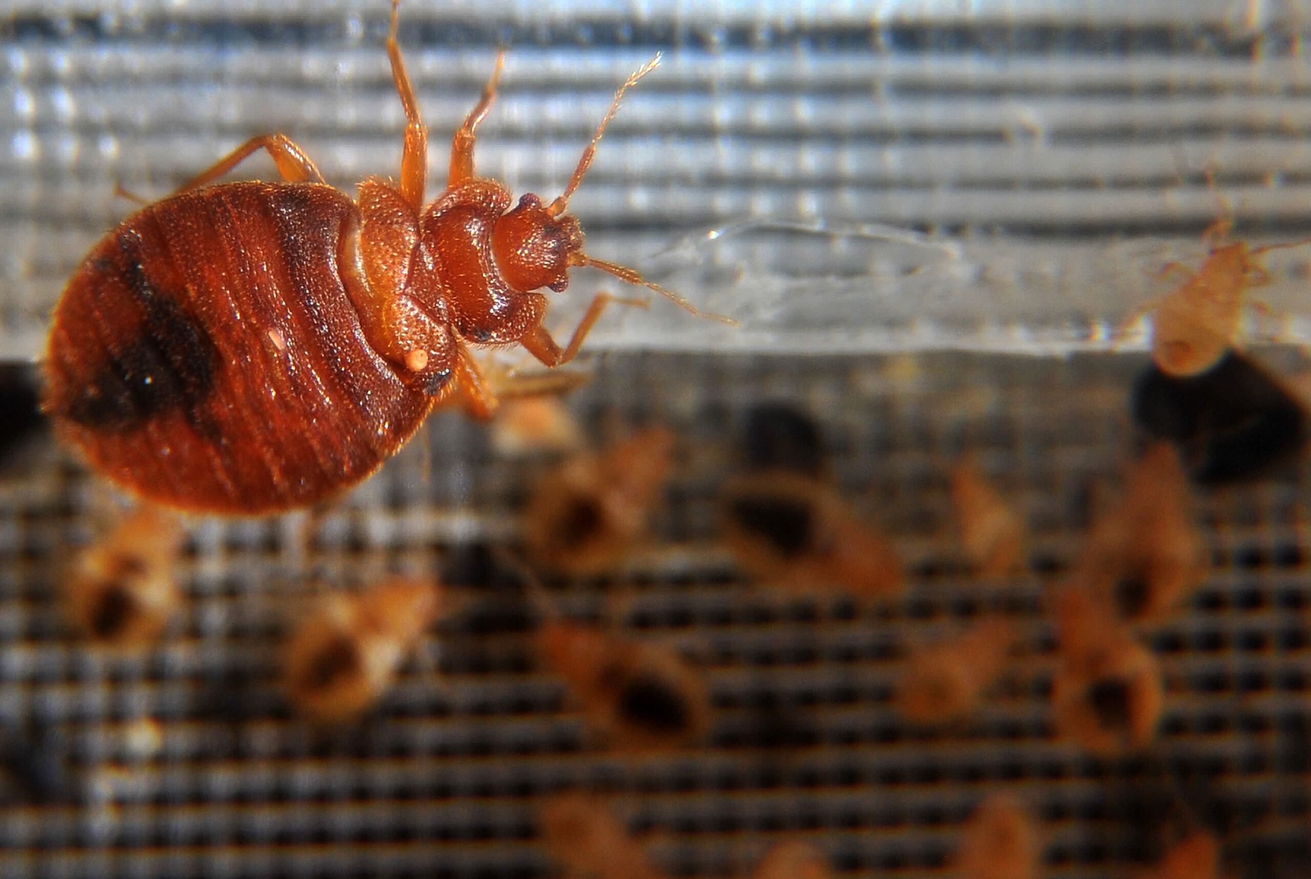 Estos insectos actúan especialmente por las noches para poder alimentarse de la sangre de las personas y se reproducen fácilmente.