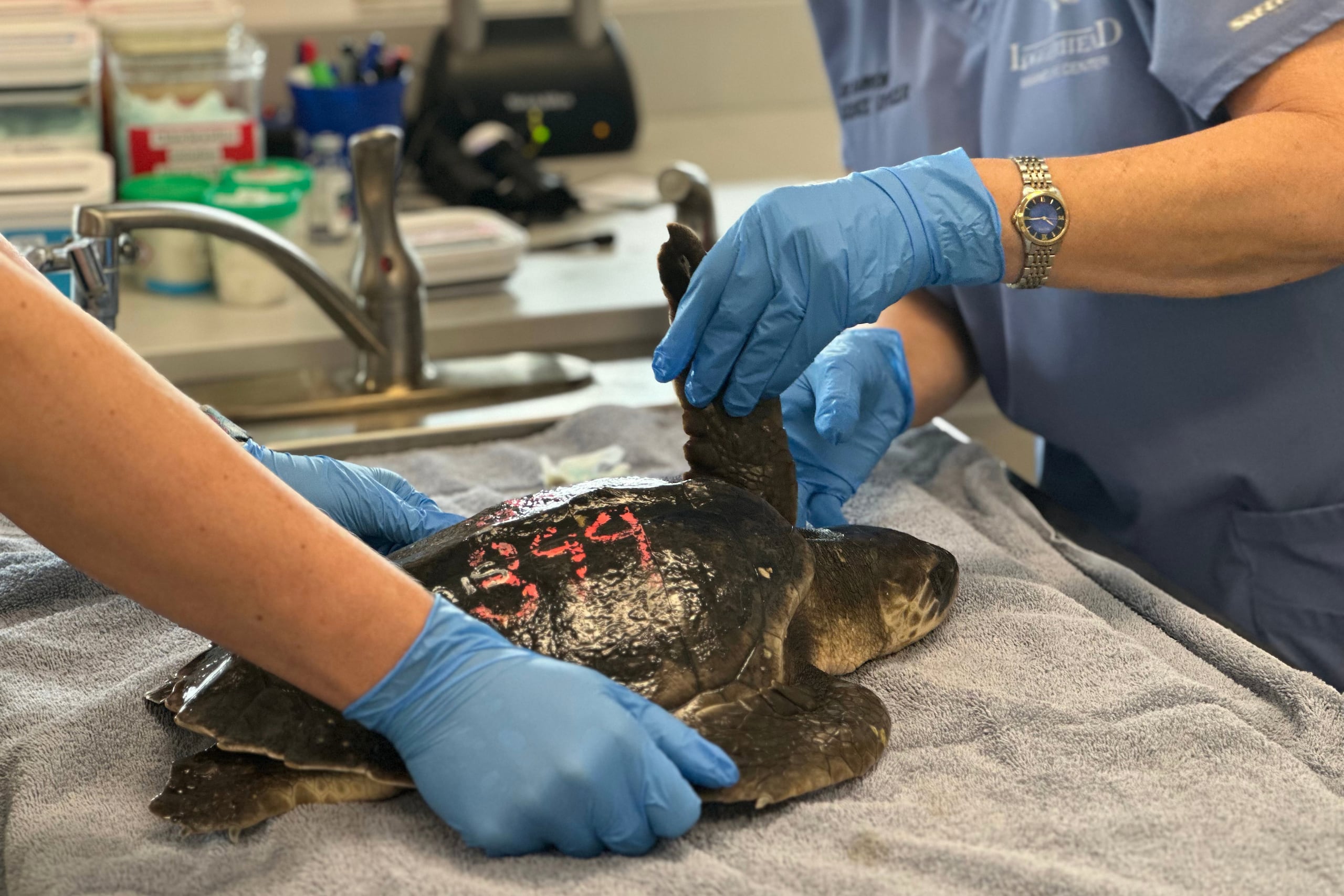 Personal del Loggerhead Marinelife Center cuida de una tortuga lora el lunes 15 de diciembre de 2025, en Juno Beach, Florida. (AP Foto/Cody Jackson)