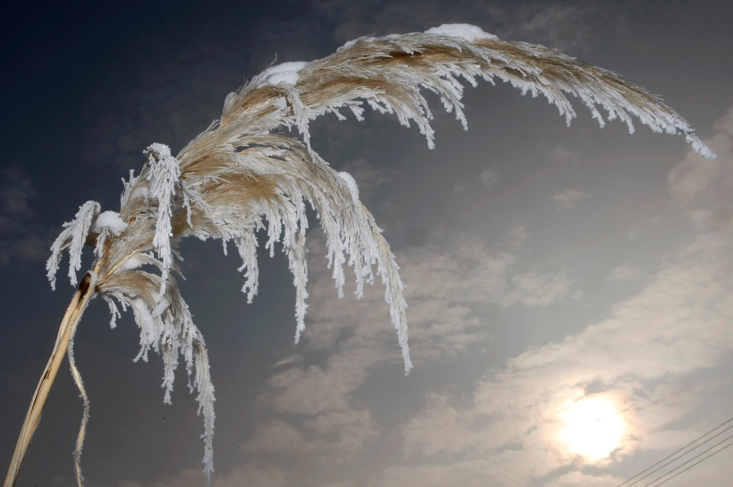 La hierba de la pampa (Cortaderia selloana) es una planta invasora, no nativa y altamente inflamable. (AP Photo/Thomas Kienzle/Archivo)