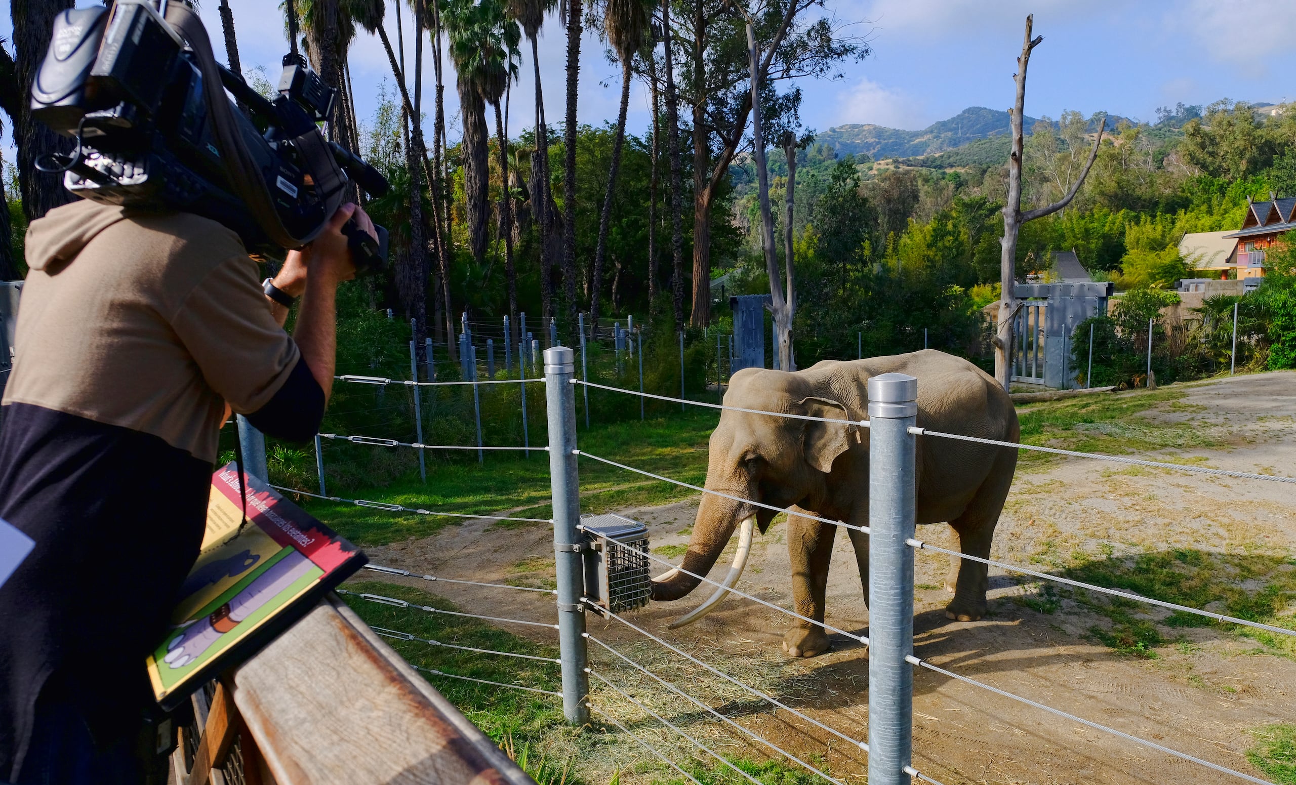 ARCHIVO Billy, un elefante asiático, deambula en su hábitat en el Zoológico de Los Ángeles, el martes 18 de abril de 2017. (AP Foto/Richard Vogel, Archivo)