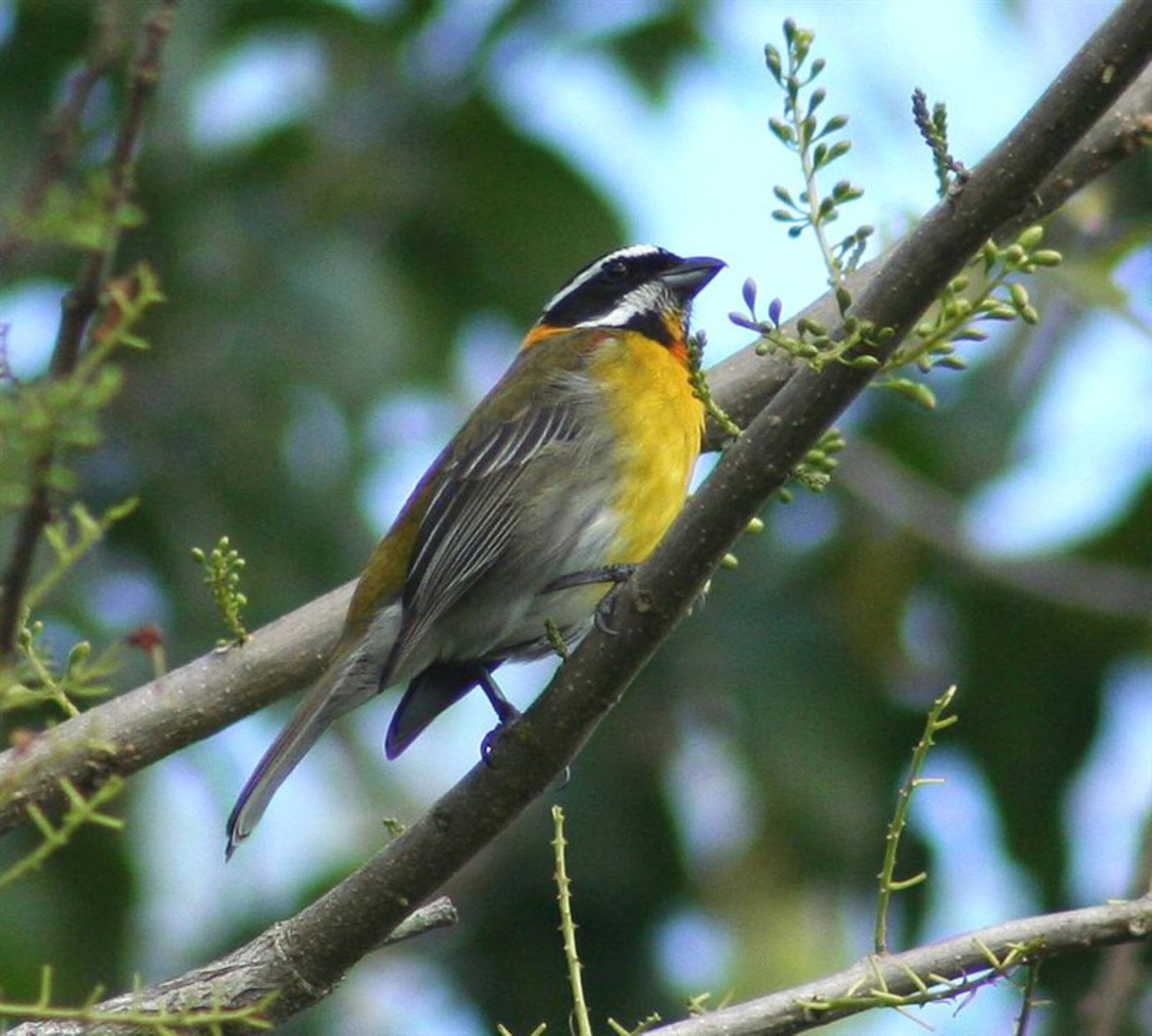 La reina mora (spindalis portoricensis).