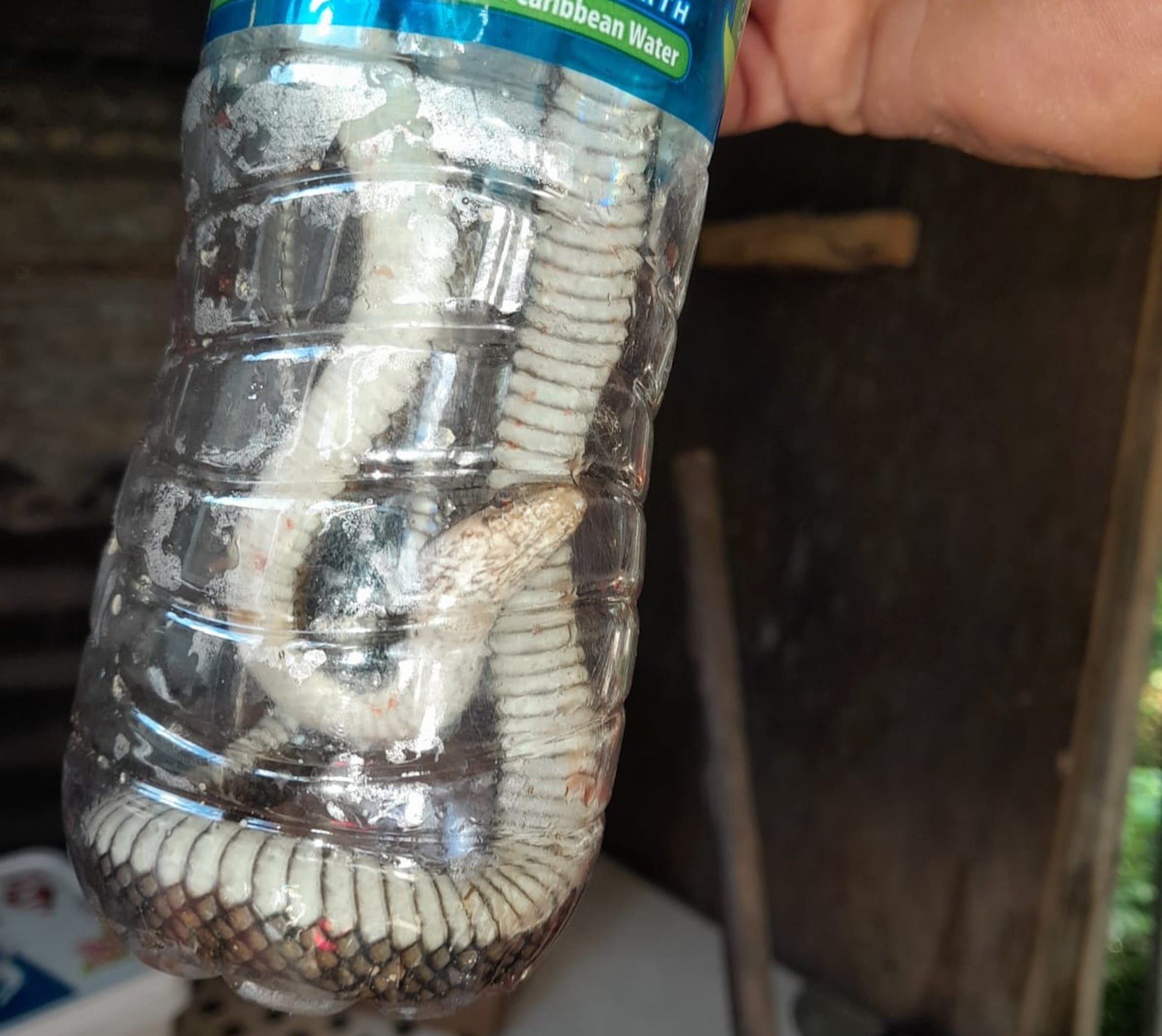 La culebra, identificada como una Alsophis, fue atrapada y depositada en una botella plástica.
