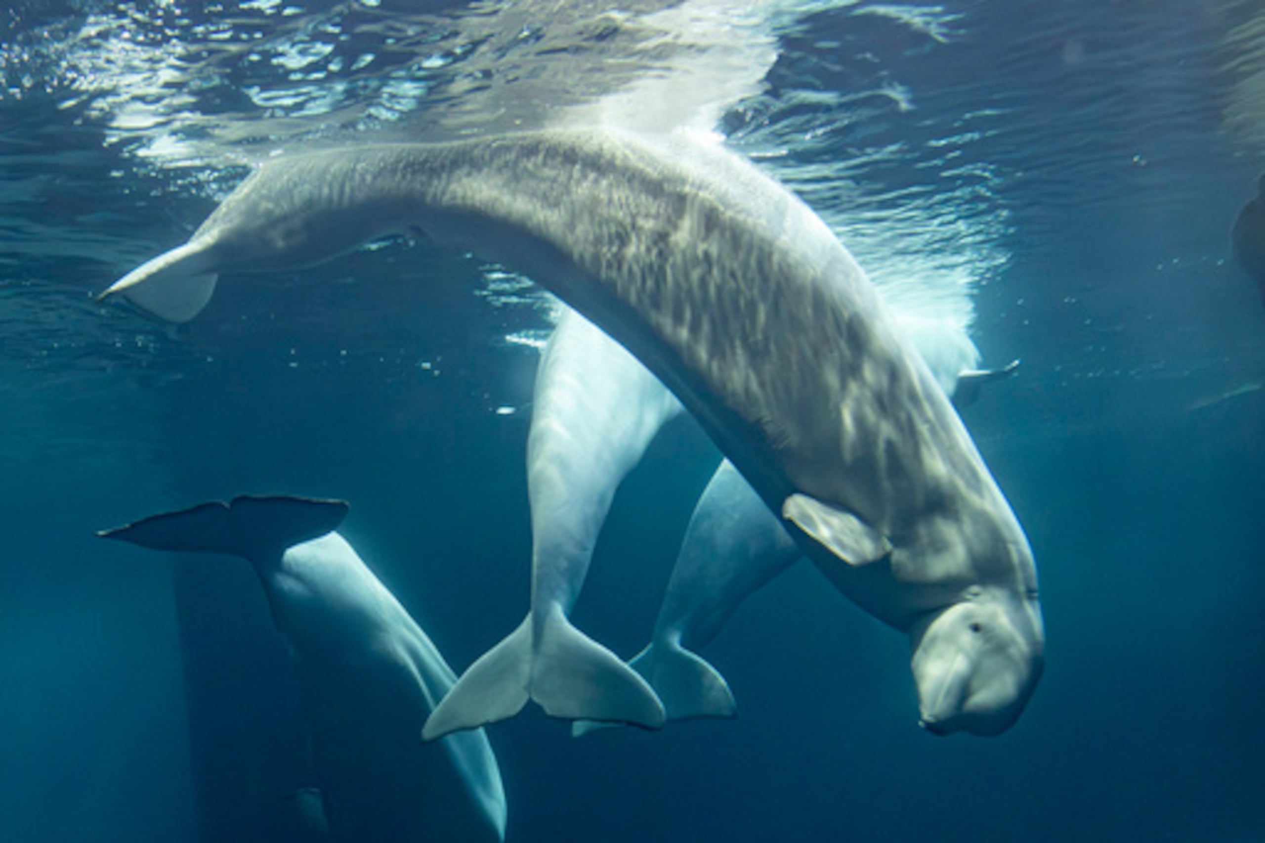 Veinte ballenas —19 belugas y una orca— habían muerto en Marineland desde 2019, según datos del Gobierno de Ontario.