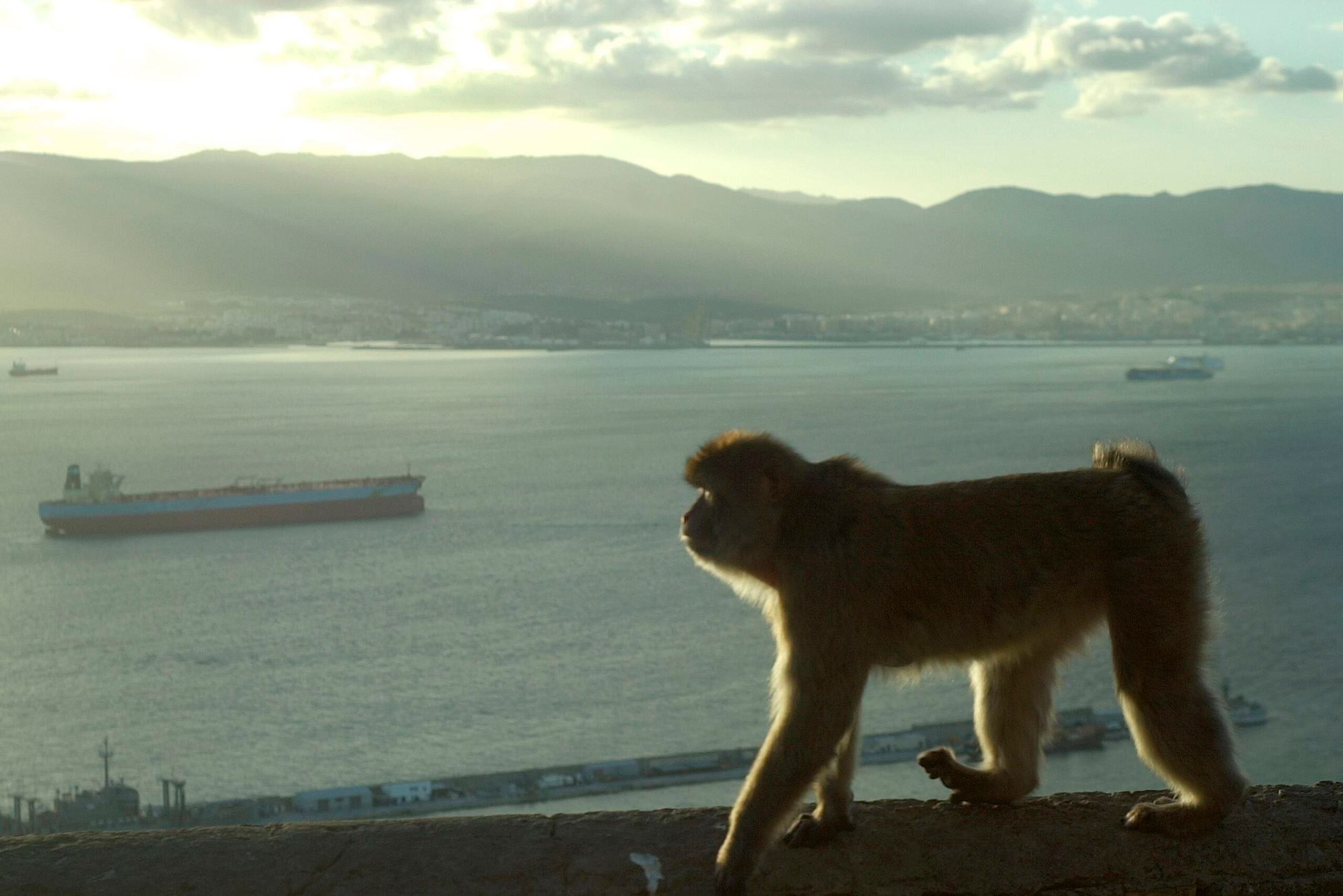 En la actualidad quedan solo entre 6,000 y 7,000 monos de Gibraltar. (AP)