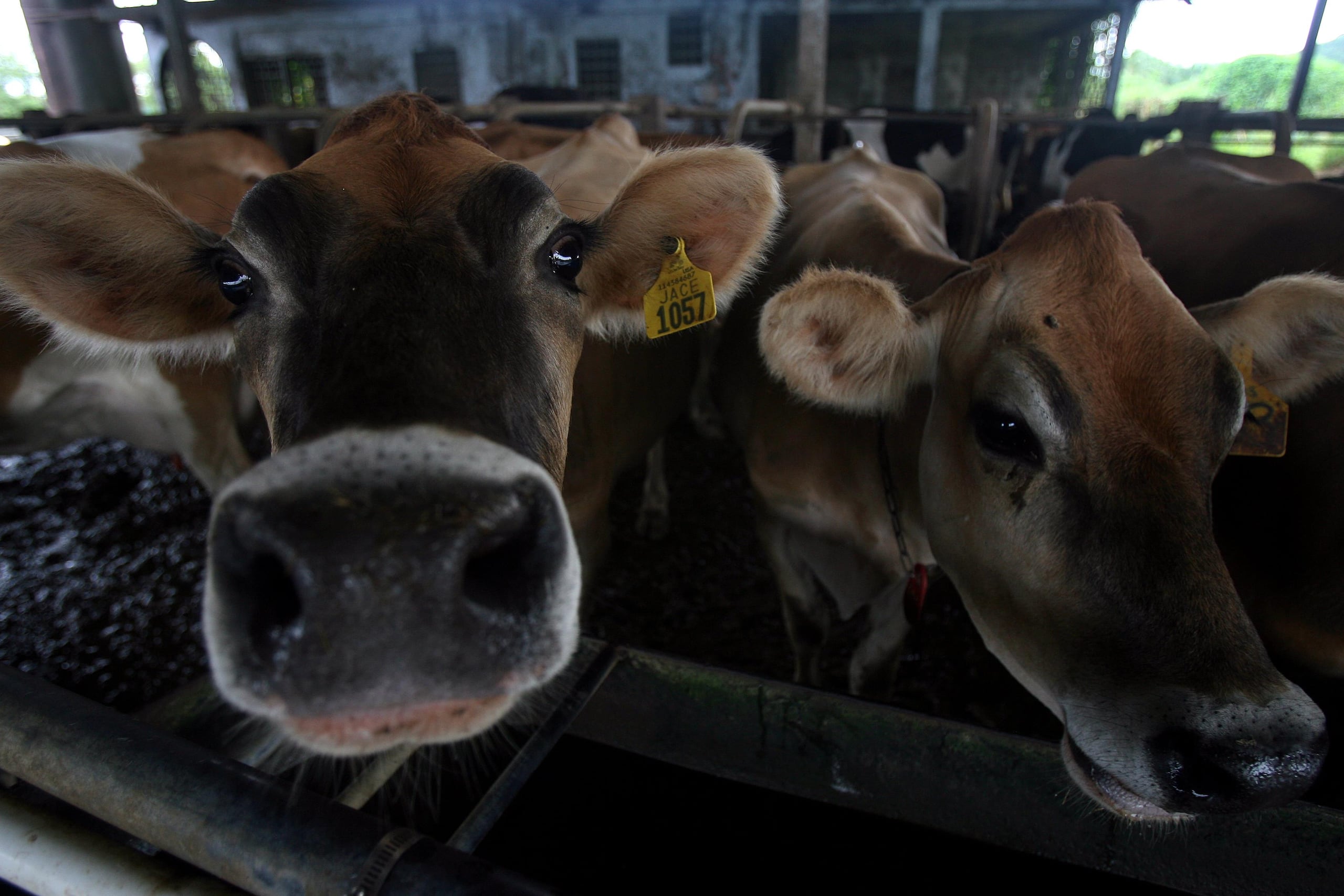 El Departamento de Agricultura de Estados Unidos asignó $12 millones en vales para la compra de alimento y forraje para el ganado. (Archivo / GFR Media)