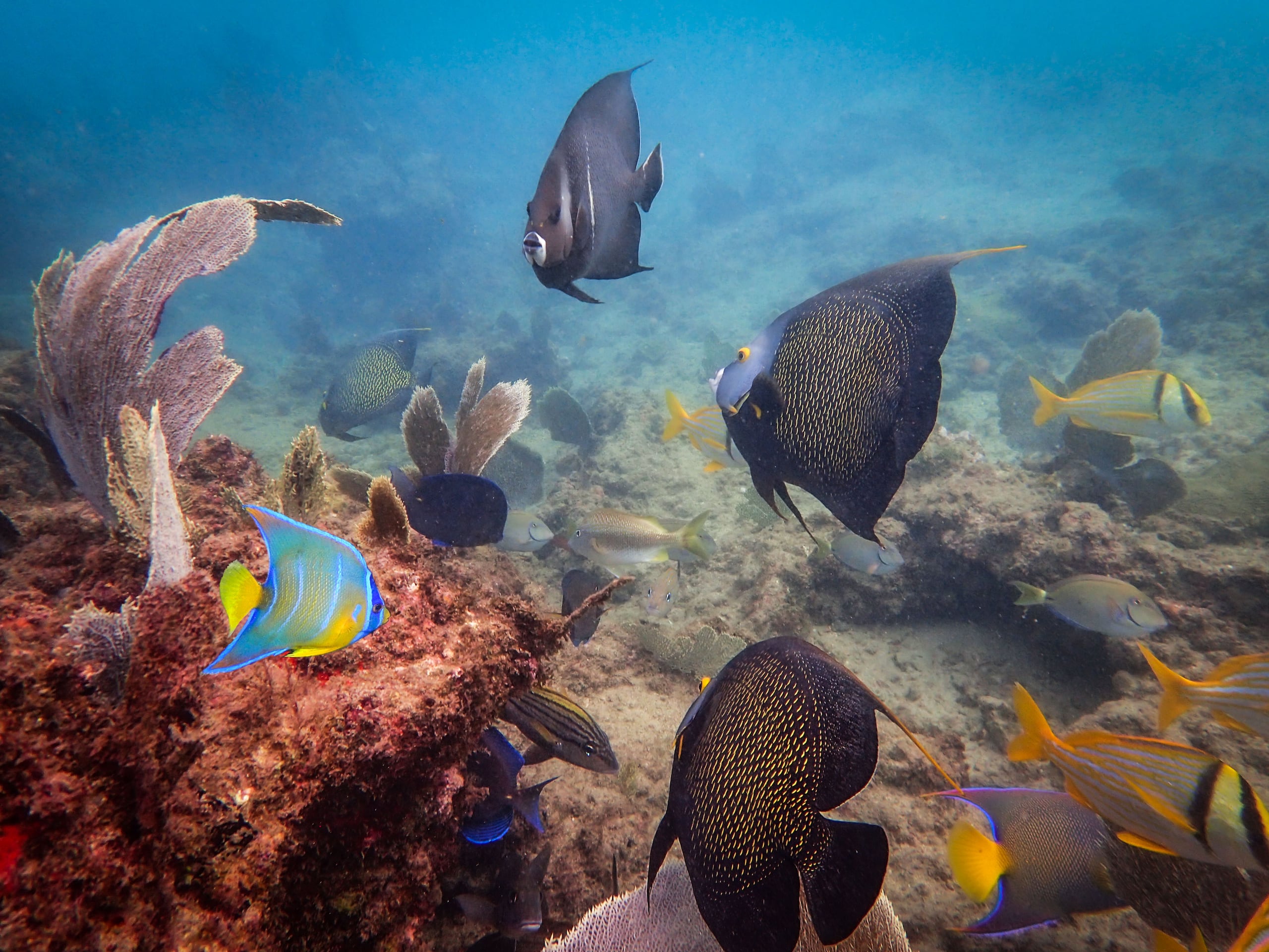 Los arrecifes de coral han sido gravemente afectados en el mundo.