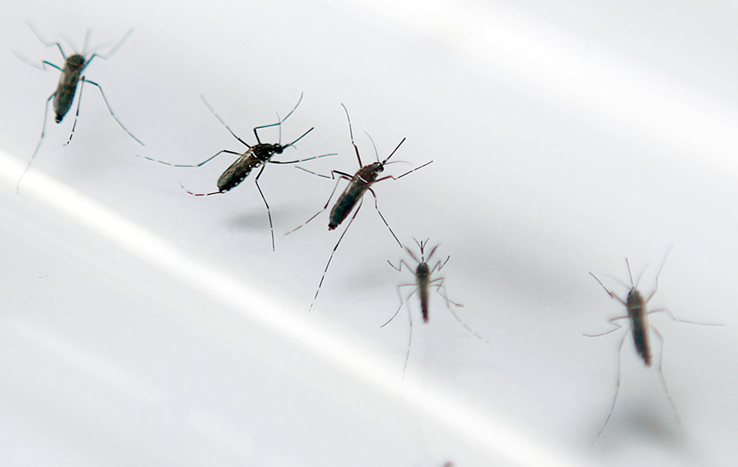 Si se comprueba la efectividad de esta técnica, los países podrán producir en masa huevos de estos mosquitos genéticamente modificados para liberarlos cuando haya brotes de enfermedades vinculadas a estas especies.