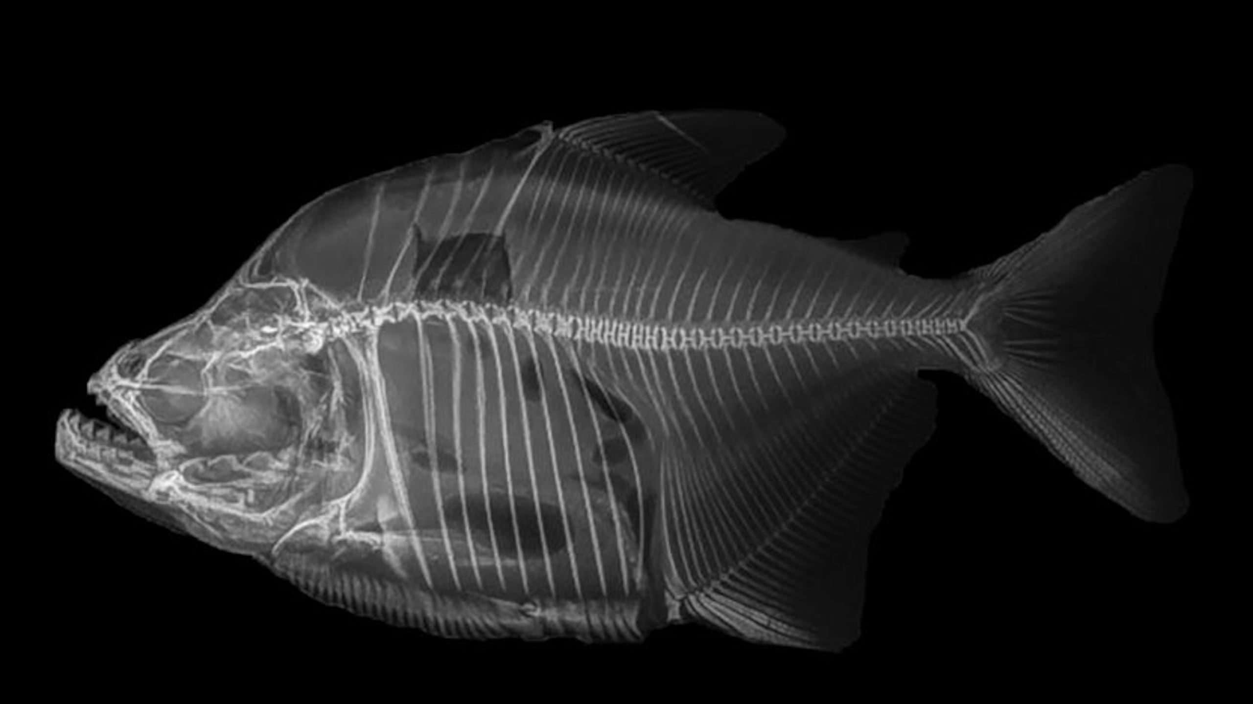 Radiografía del Holotipo de Serrasalmus magallanesi, subcuenca del río Beni, cuenca del Amazonas. Imagen cedida por la Universidad Autónoma de Madrid