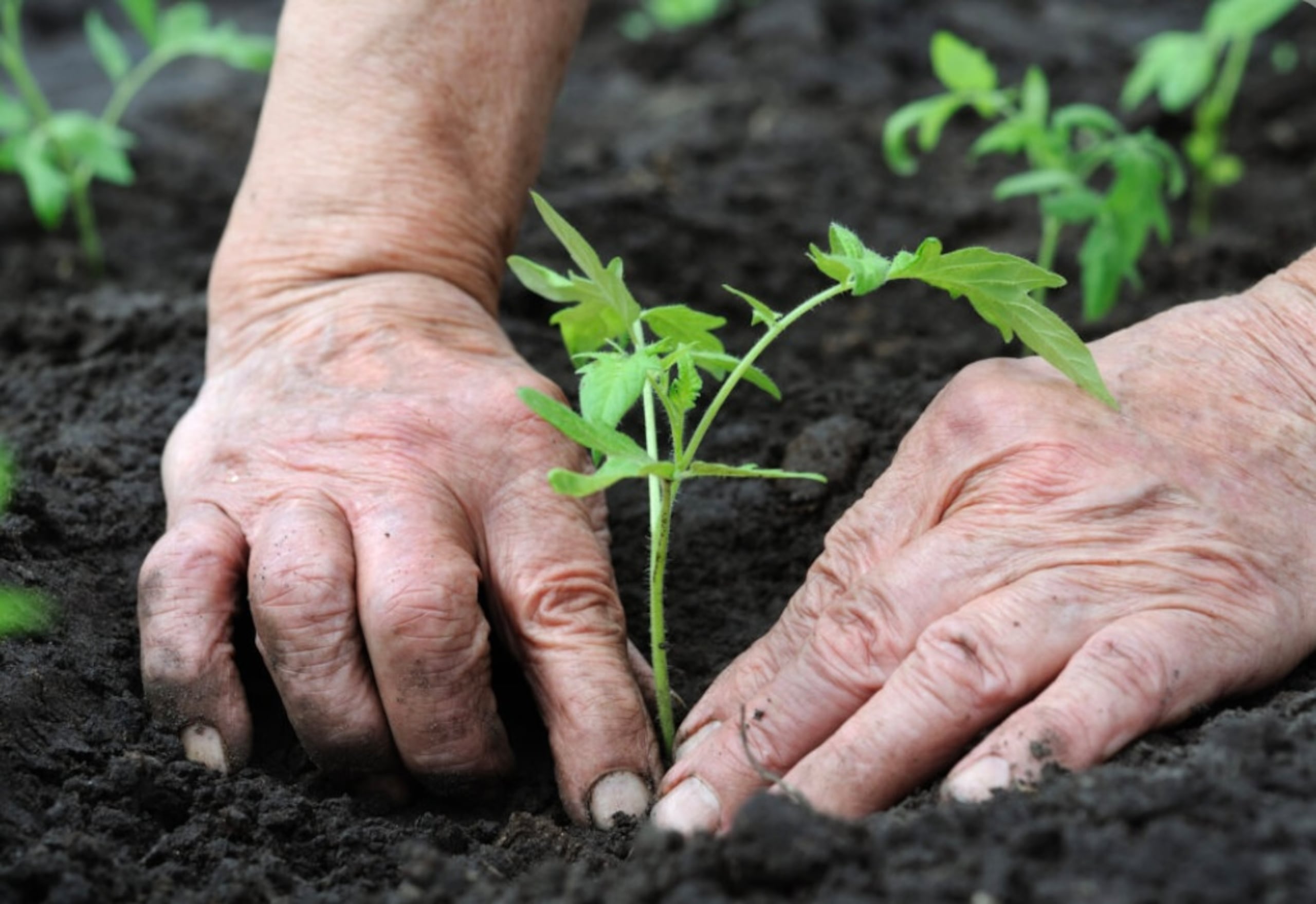 “Agroaprende” es una alianza entre el Municipio de Vega Alta y el Departamento de Agricultura.