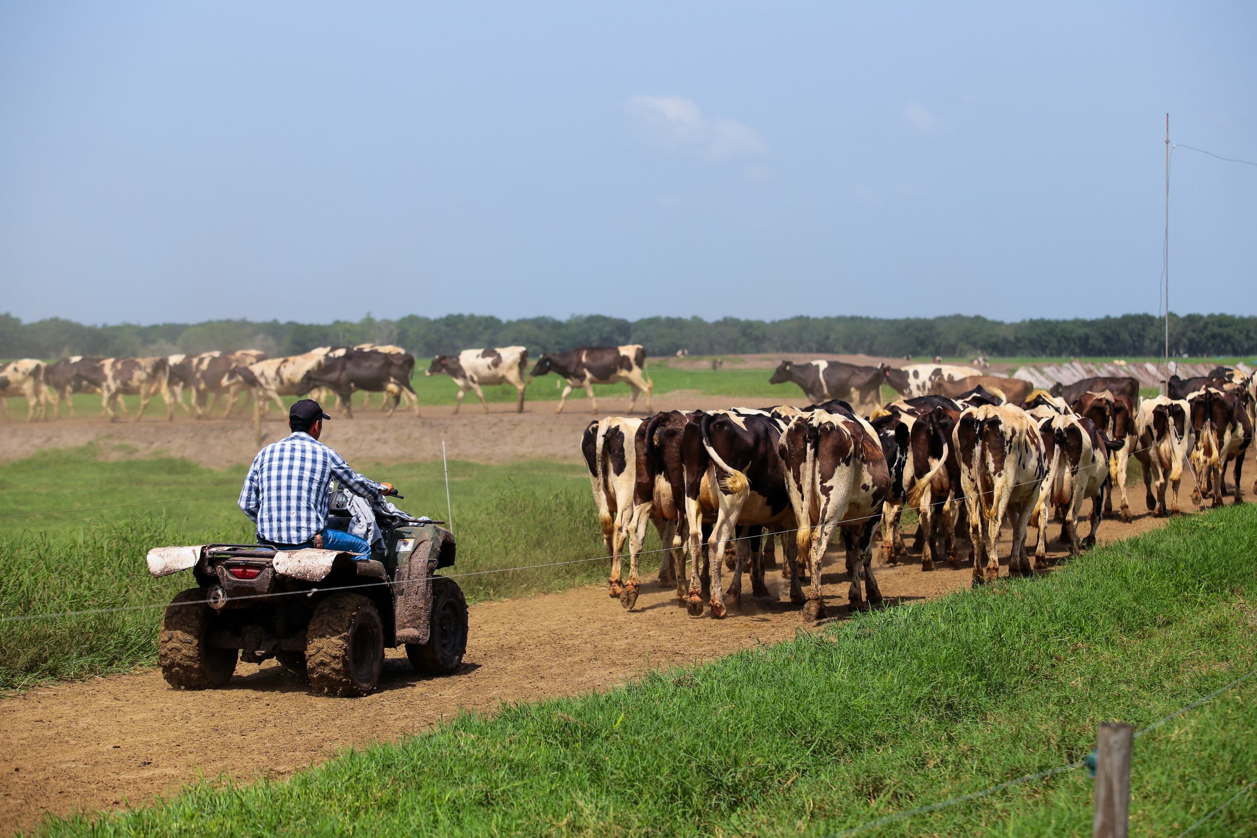 Los pillos se llevaron 25 vacas. (Archivo / GFR Media)