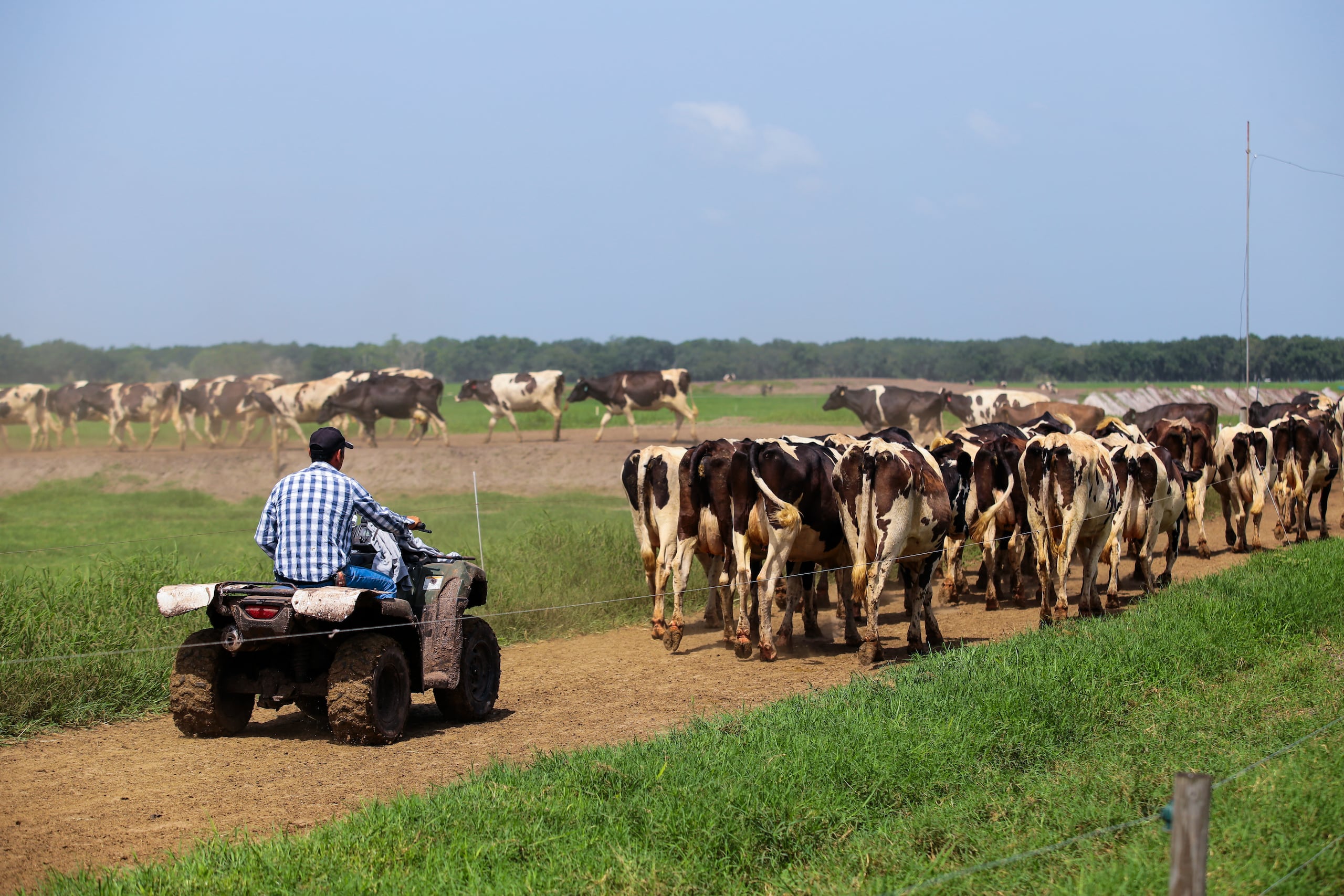 Empleados de vaquerías también podrán conocer sobre protocolos adecuados con las reses.