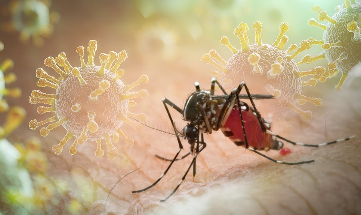 Alerta por Dengue en Puerto Rico: Aumentan los Casos y la Salud Pública Toma Medidas Urgentes