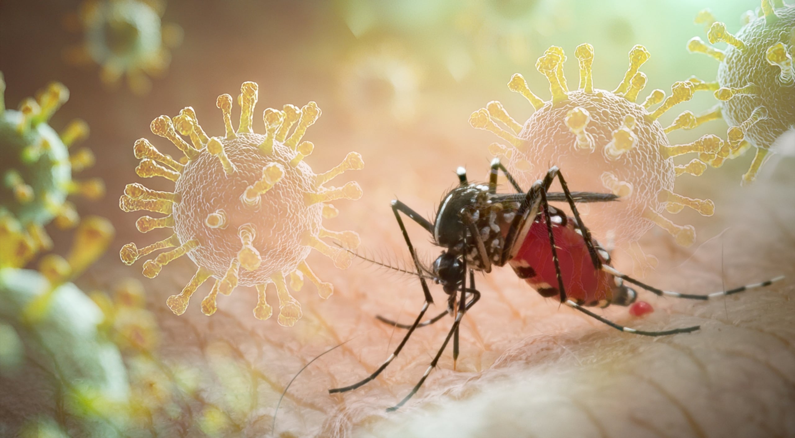 Funcionarios de Hillsborough y condados aledaños han declarado emergencias locales, y trabajadores en el área de Tampa están fumigando día y noche para reducir la población de mosquitos que transmiten enfermedades.