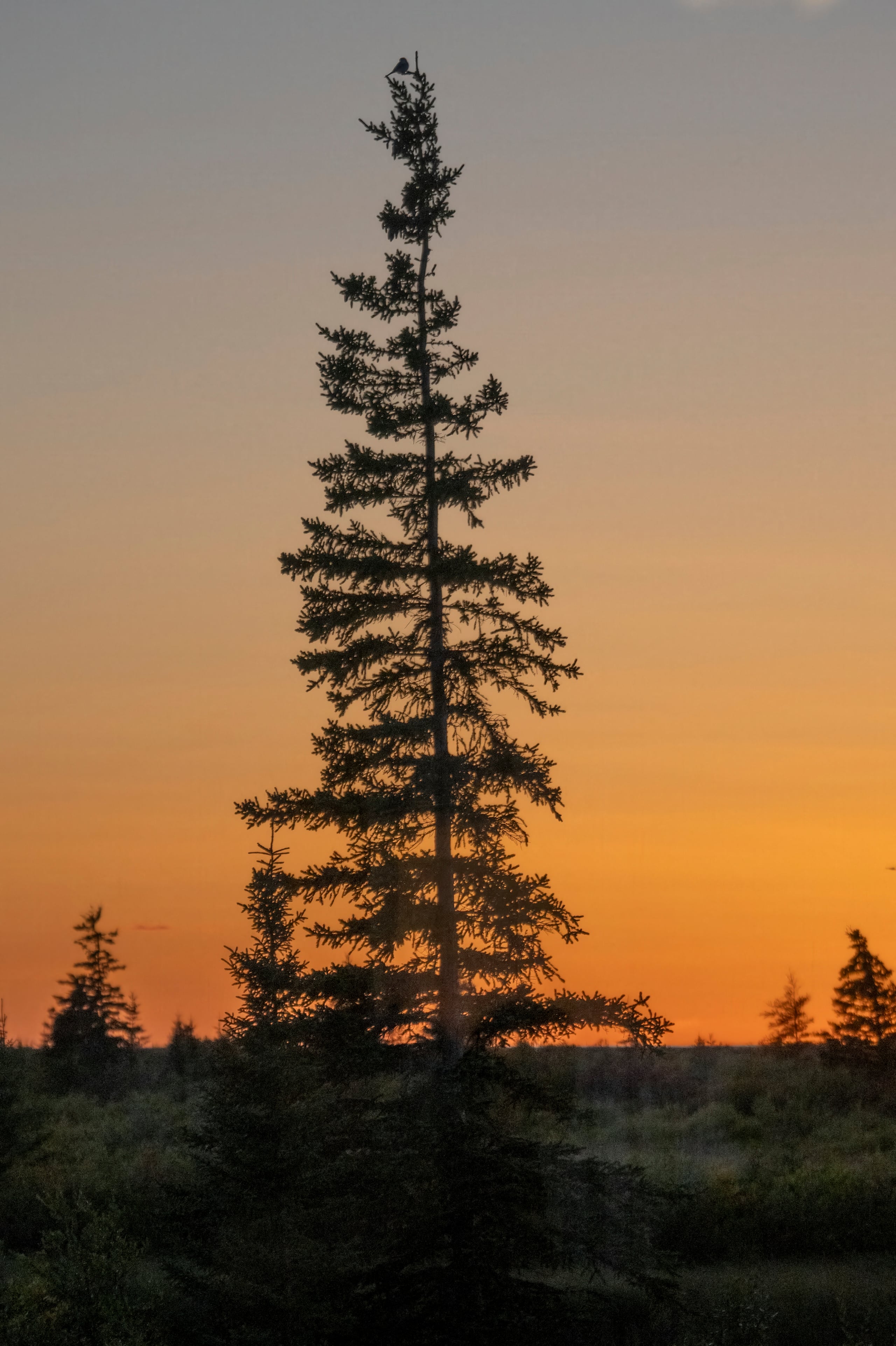 A tall evergreen tree silhouetted against an orange sunset sky in a natural landscape. Hudson Bay, Churchill, Manitoba, Canada (Photo by Keith Levit / Connect Images via AFP)