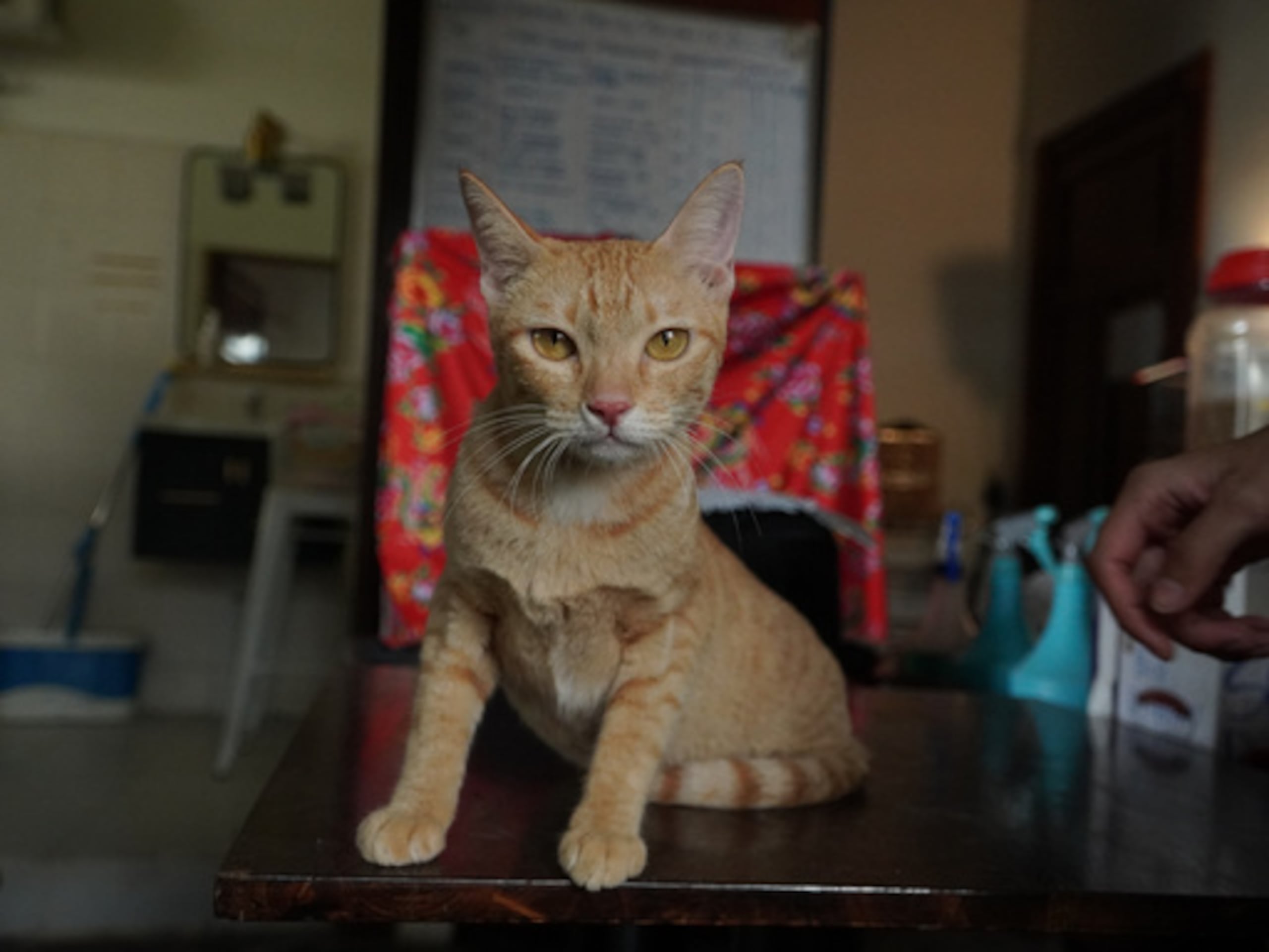 Un gato está siendo atendido en un centro de rescate de una organización defensora de los derechos de los animales después de que la policía desarticulara una red dedicada al robo y la reventa de gatos para su consumo como carne en la ciudad de Ho Chi Minh, Vietnam, el 17 de septiembre de 2026. (Wagwel/Humane World for Animals vía AP)