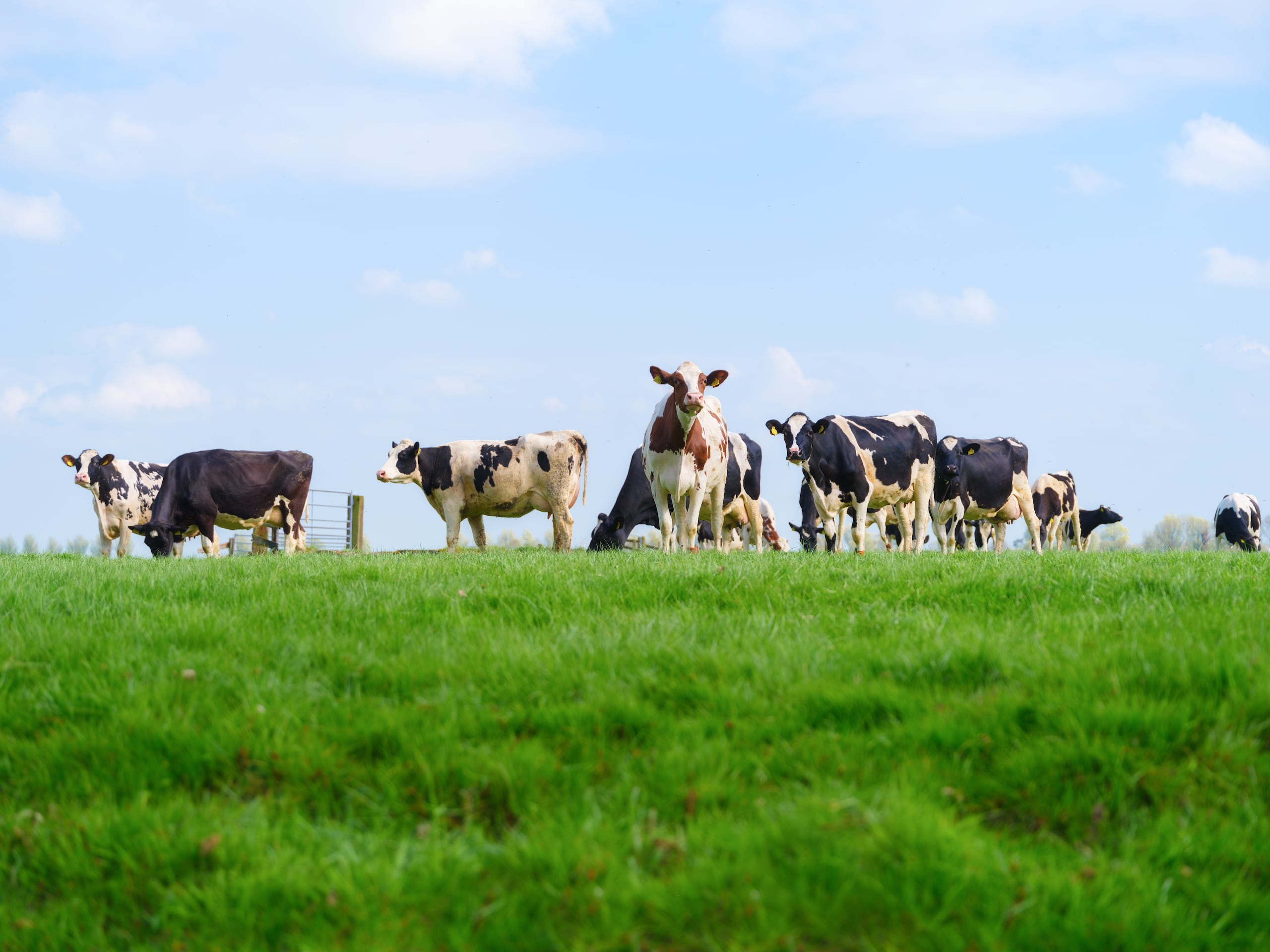 Imagen de archivo de ganado.