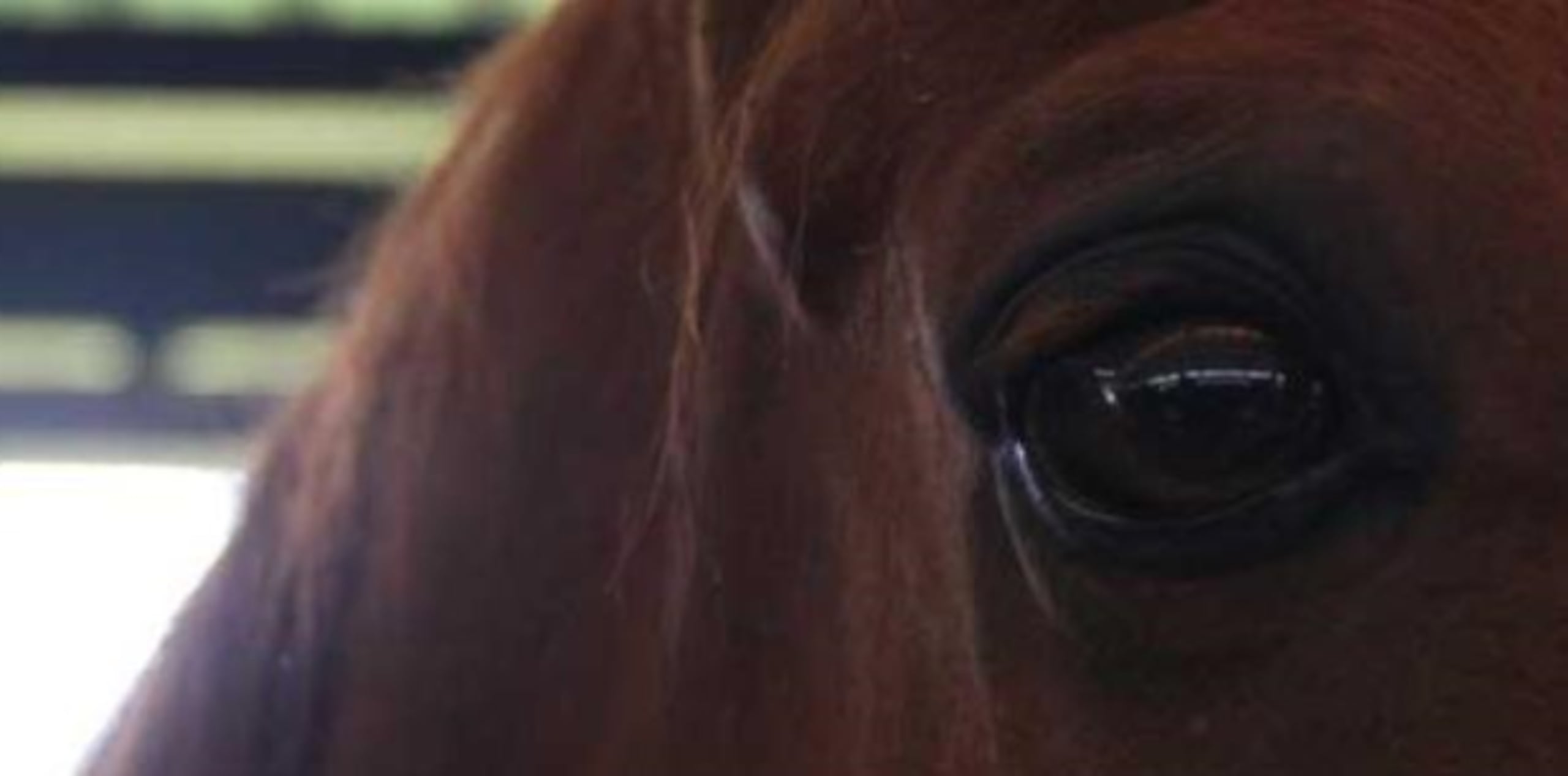 Se consultaría con un veterinario para que determine si es preciso practicarle la eutanasia. (Archivo)