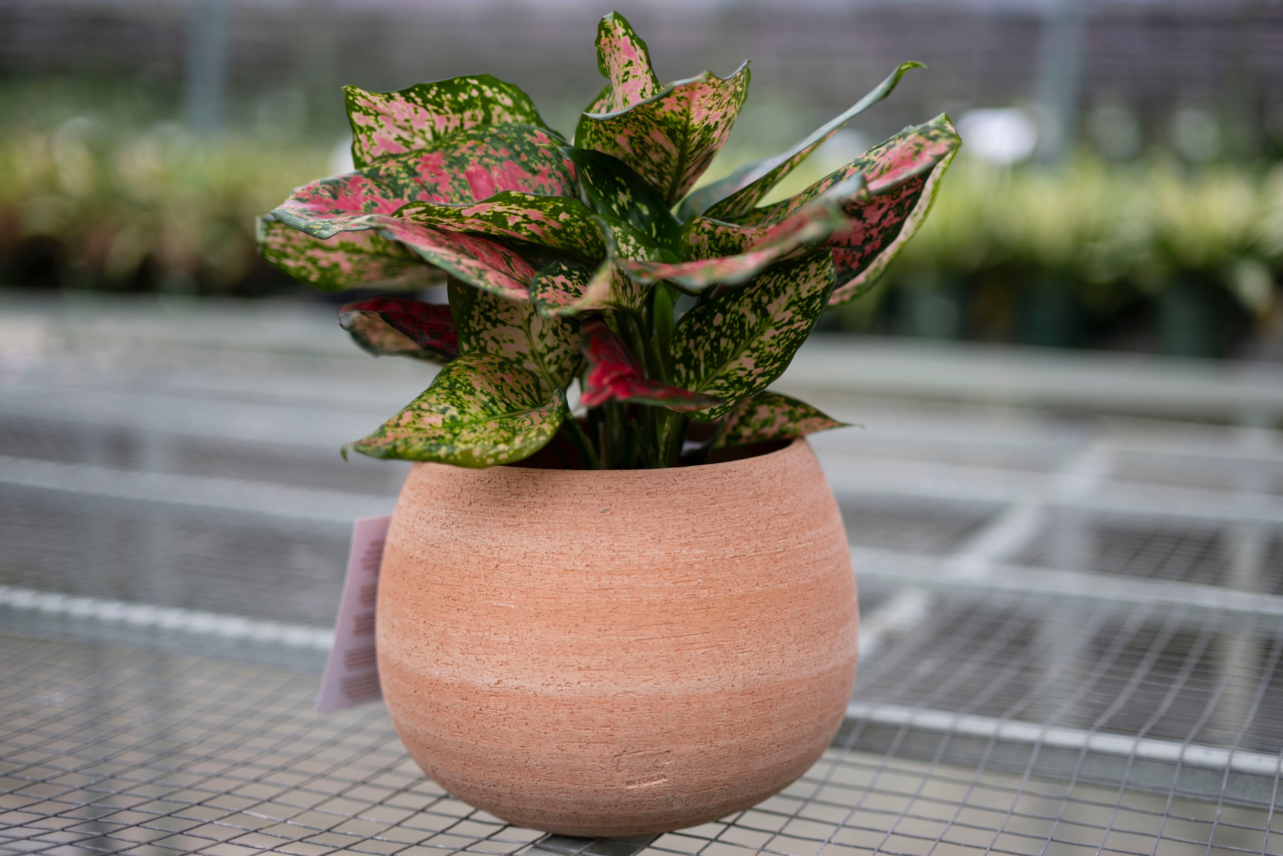 La aglaonema debe estar en áreas donde no haya acceso de sol.