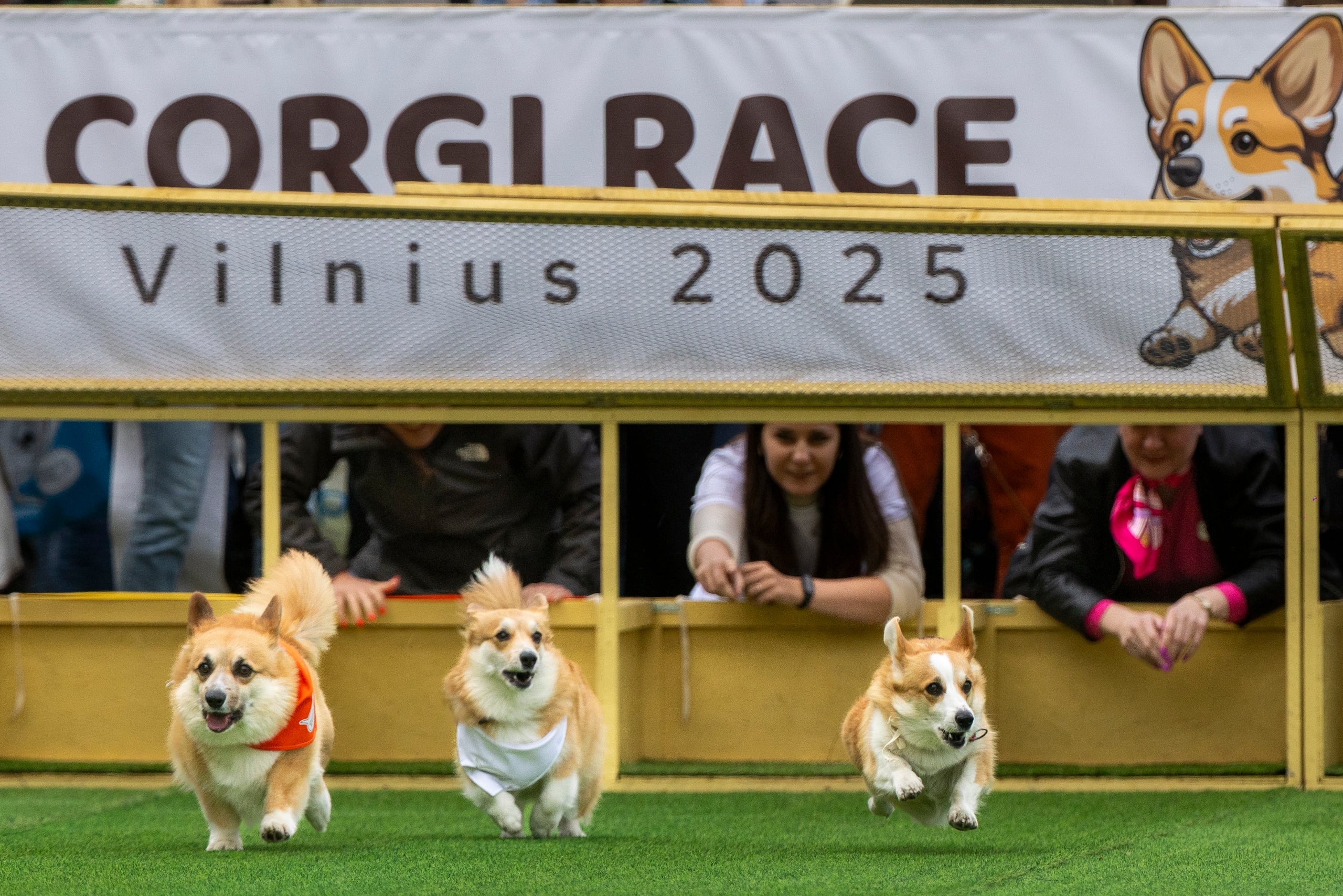 Corgis race during a international event Corgi Race Vilnius 2025 in Vilnius, Lithuania, Saturday, Aug. 23, 2025. (AP Photo/Mindaugas Kulbis)