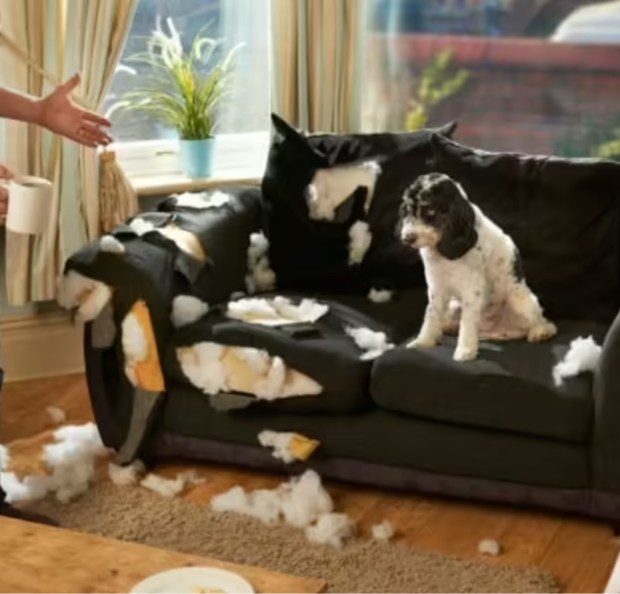 En ocasiones, las mascotas no cuentan con un lugar adecuado para vivir.