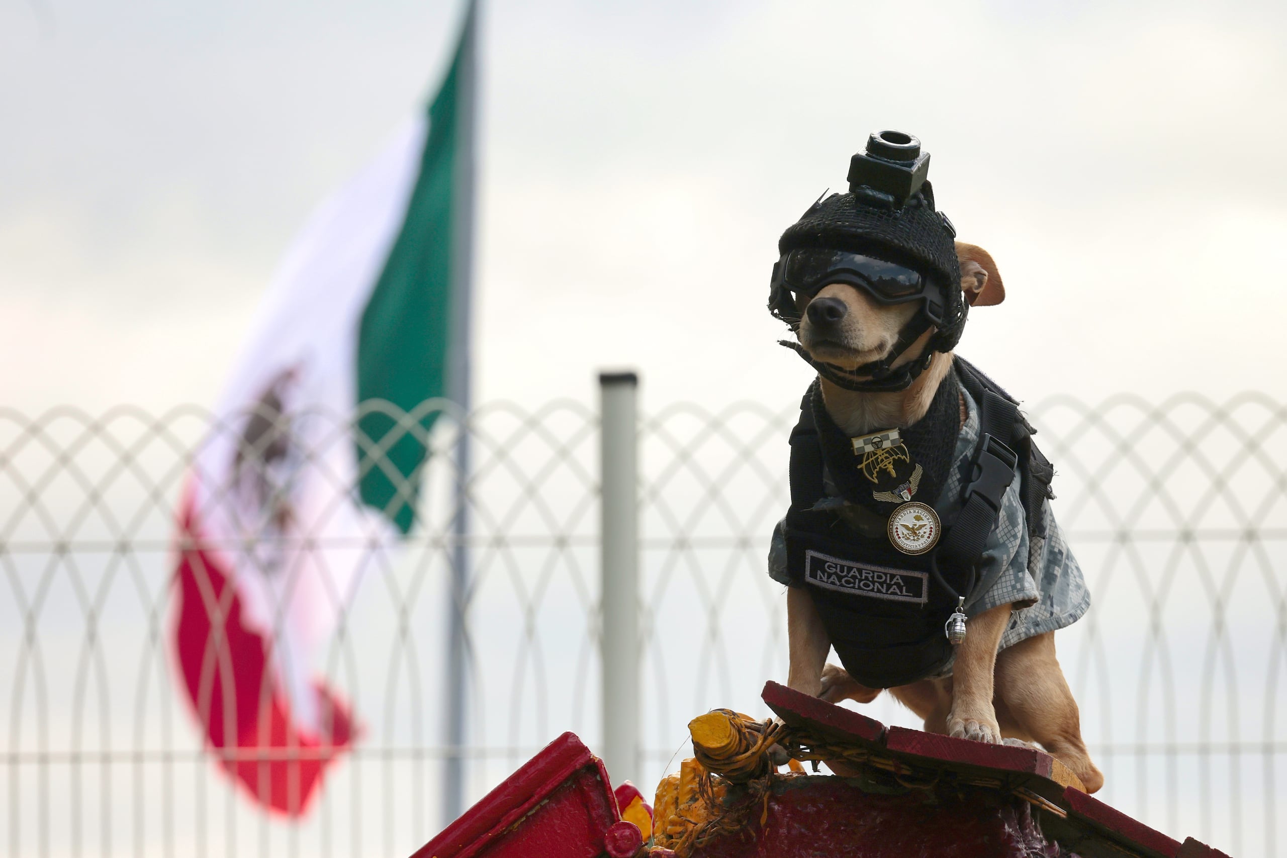'Comando', el perro de raza Chihuahua integrante de la Guardia Nacional hace una demostración en las instalaciones del Campo Militar 1A este sábado, en el municipio de Naucalpan, en el Estado de México (México). EFE/ José Méndez