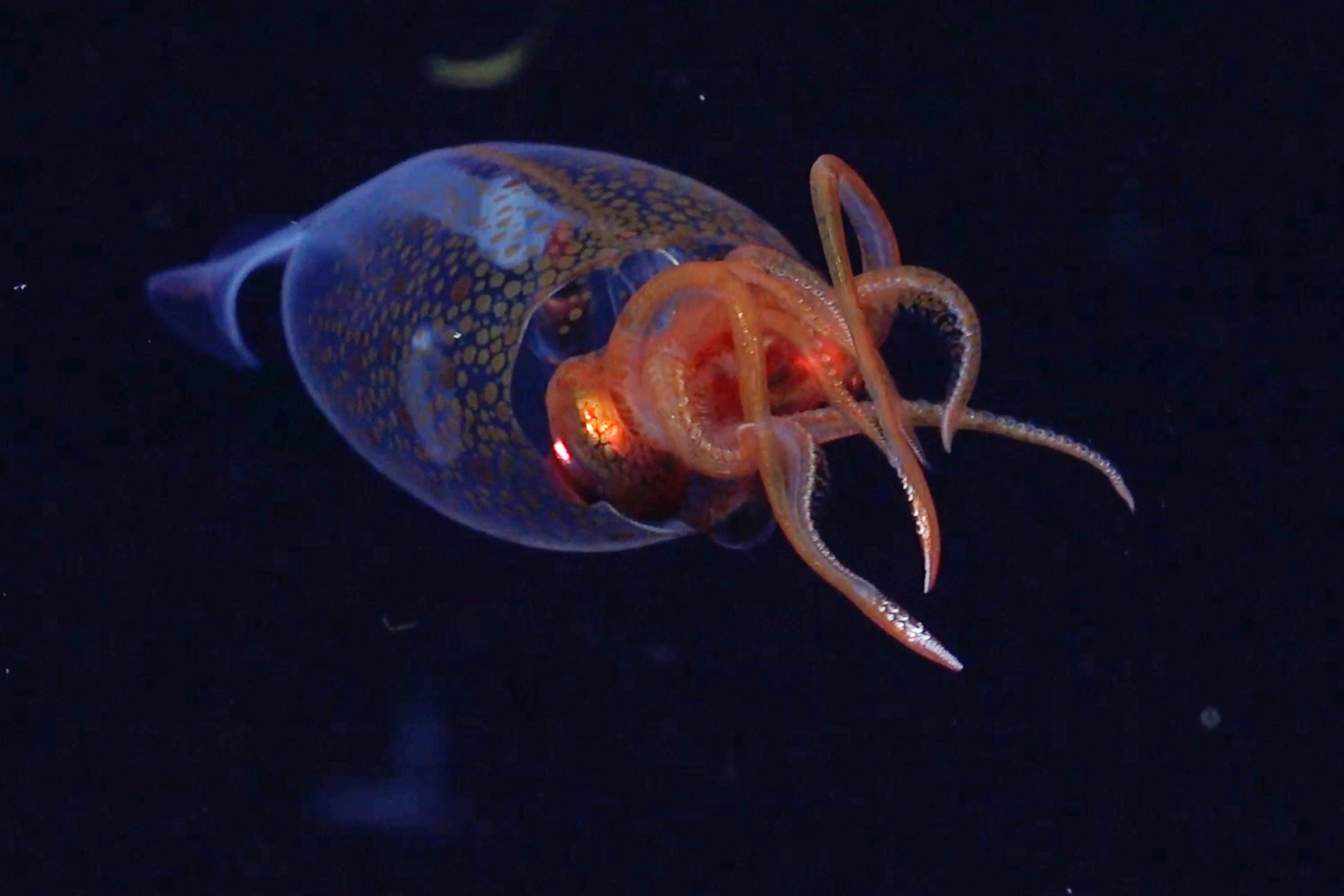 Los calamares promedio miden entre 1.70 y 1.60, por lo que es bastante inusual ver a uno de tamaño tan grande como el que apareció en Japón.