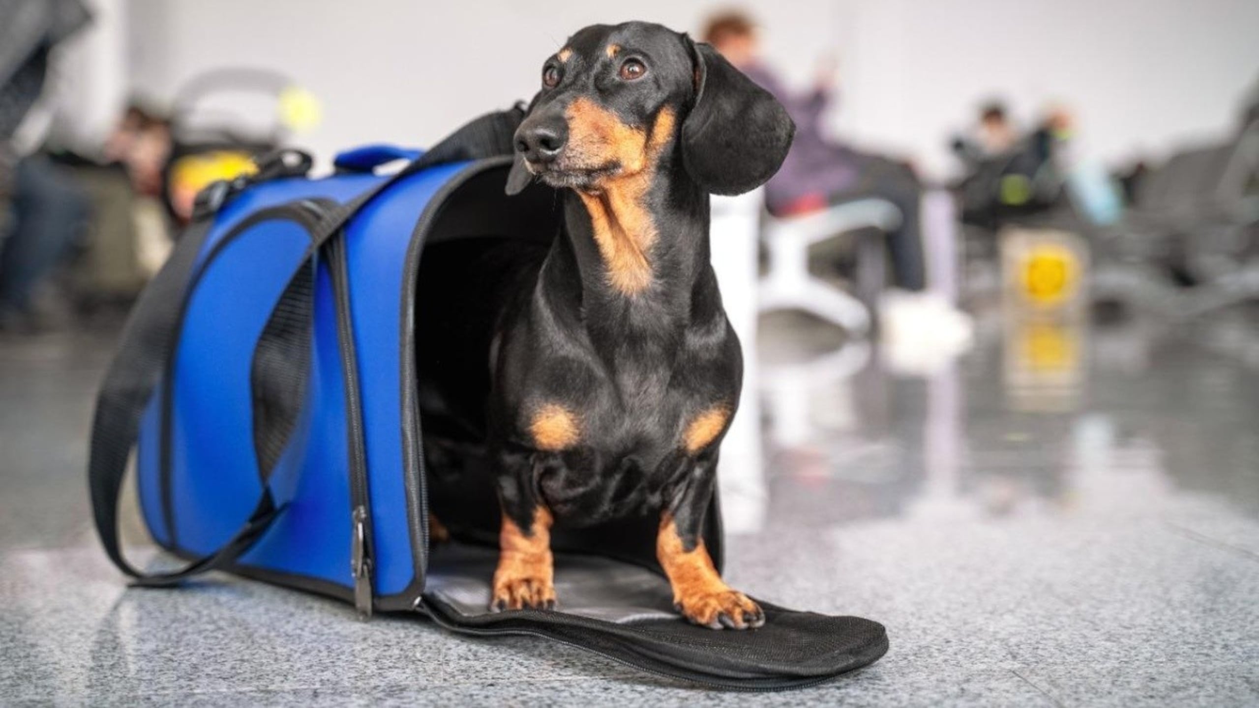 Los contenedores para los perros destinados a pasar entre maletas y cajas durante el viaje deben ser rígidos, ventilados y a prueba de filtraciones.