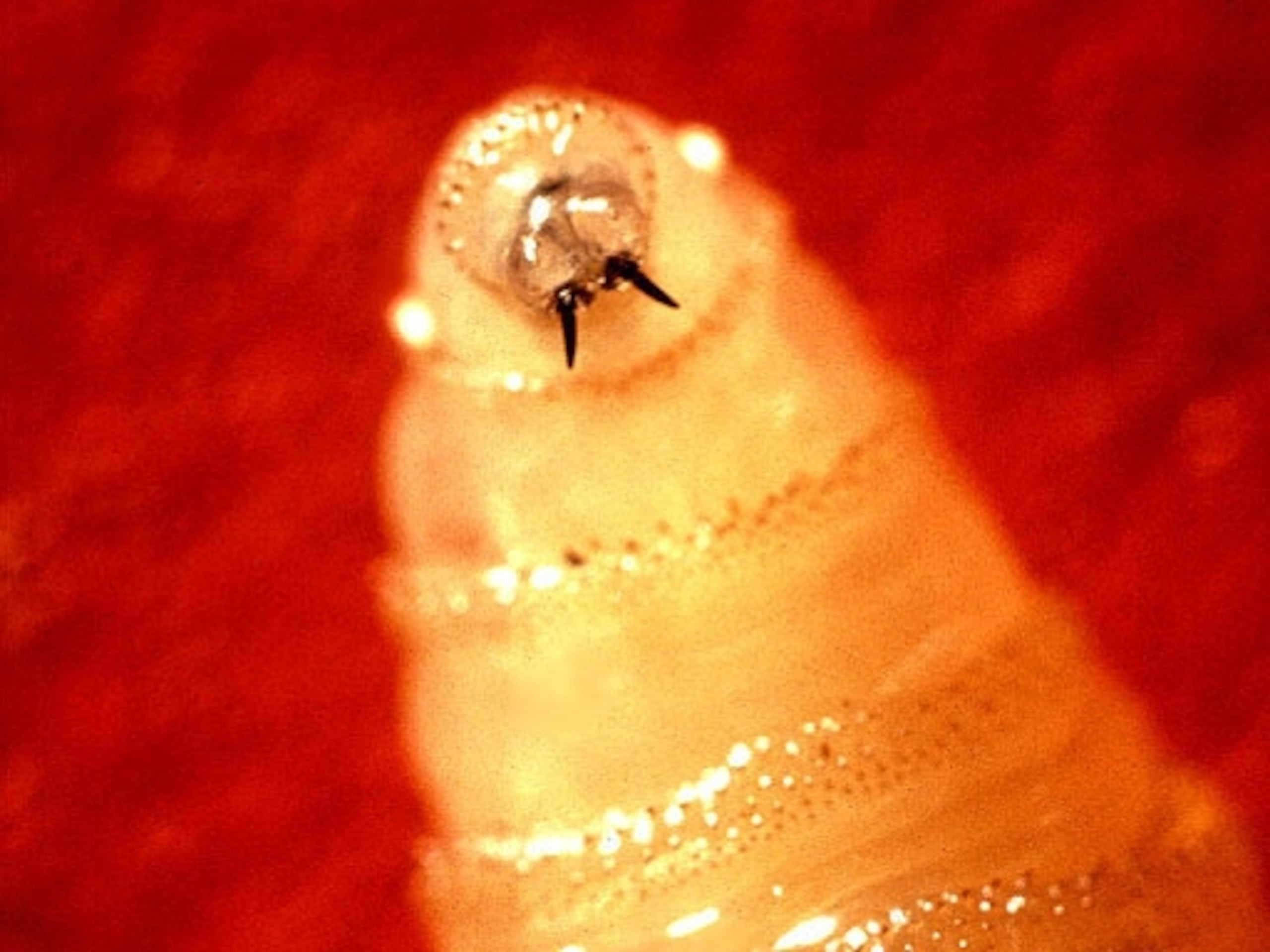 Larva de gusano barrenador.