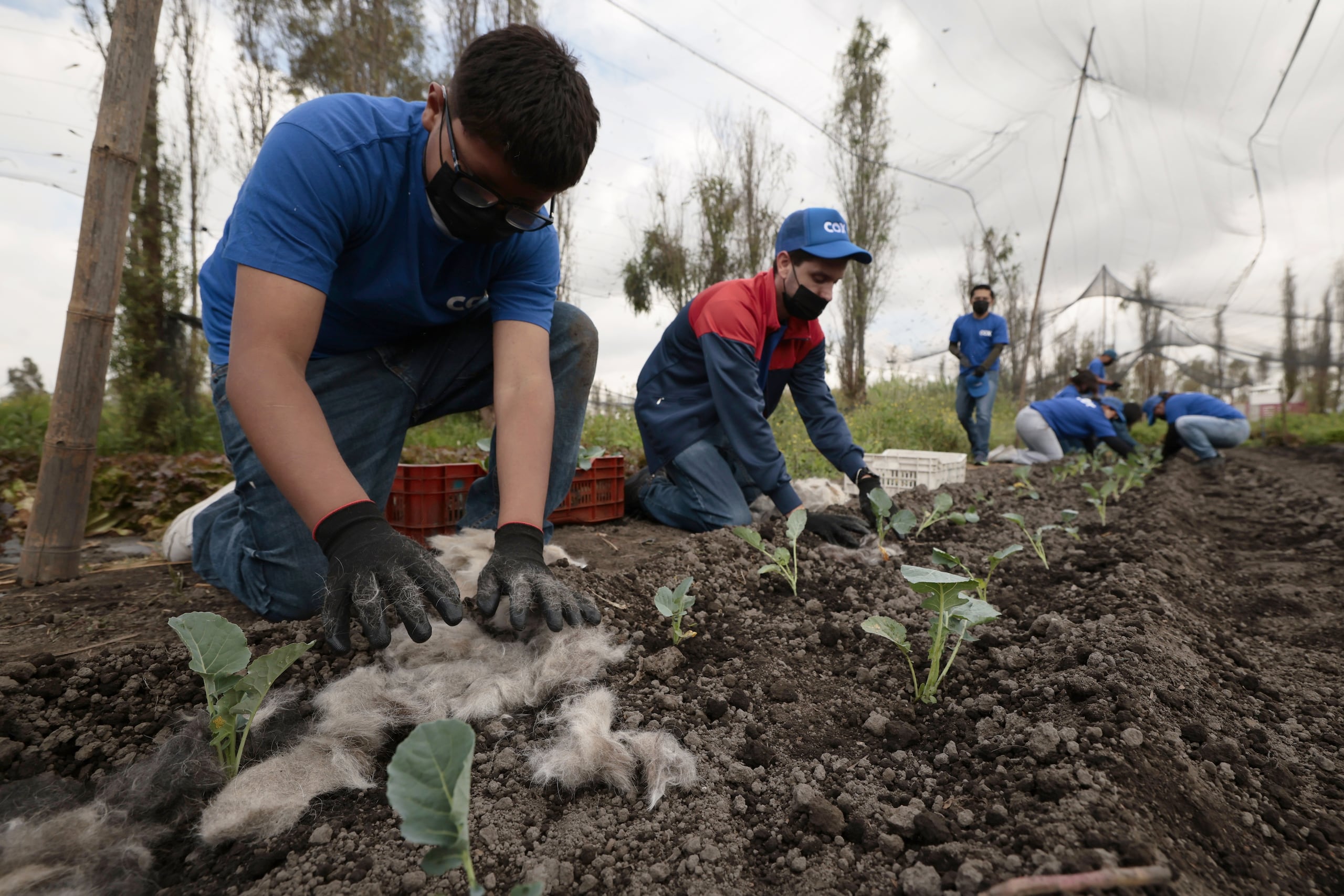 En dos cosechas, los agricultores han visto la diferencia: el pelo retiene el agua y eleva la calidad del producto.