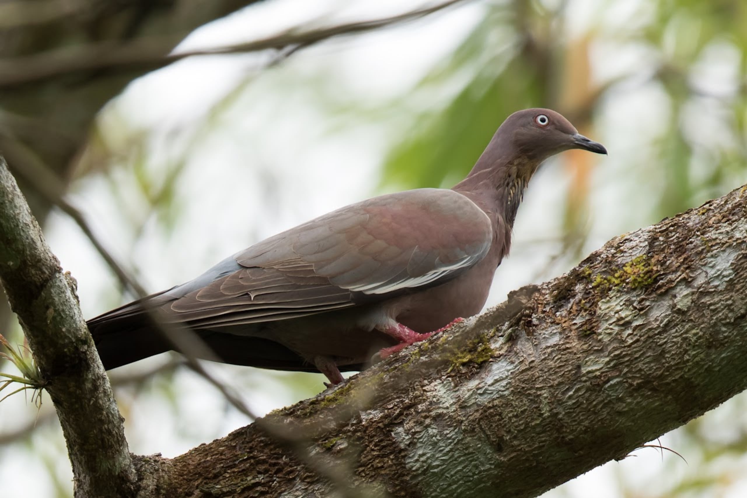 Expertos y grupos hicieron la petición al Servicio de Pesca y Vida Silvestre de los Estados Unidos ante la baja población afectada por huracanes y deforestación. (Fotografía por Frédéric Pelsy).
