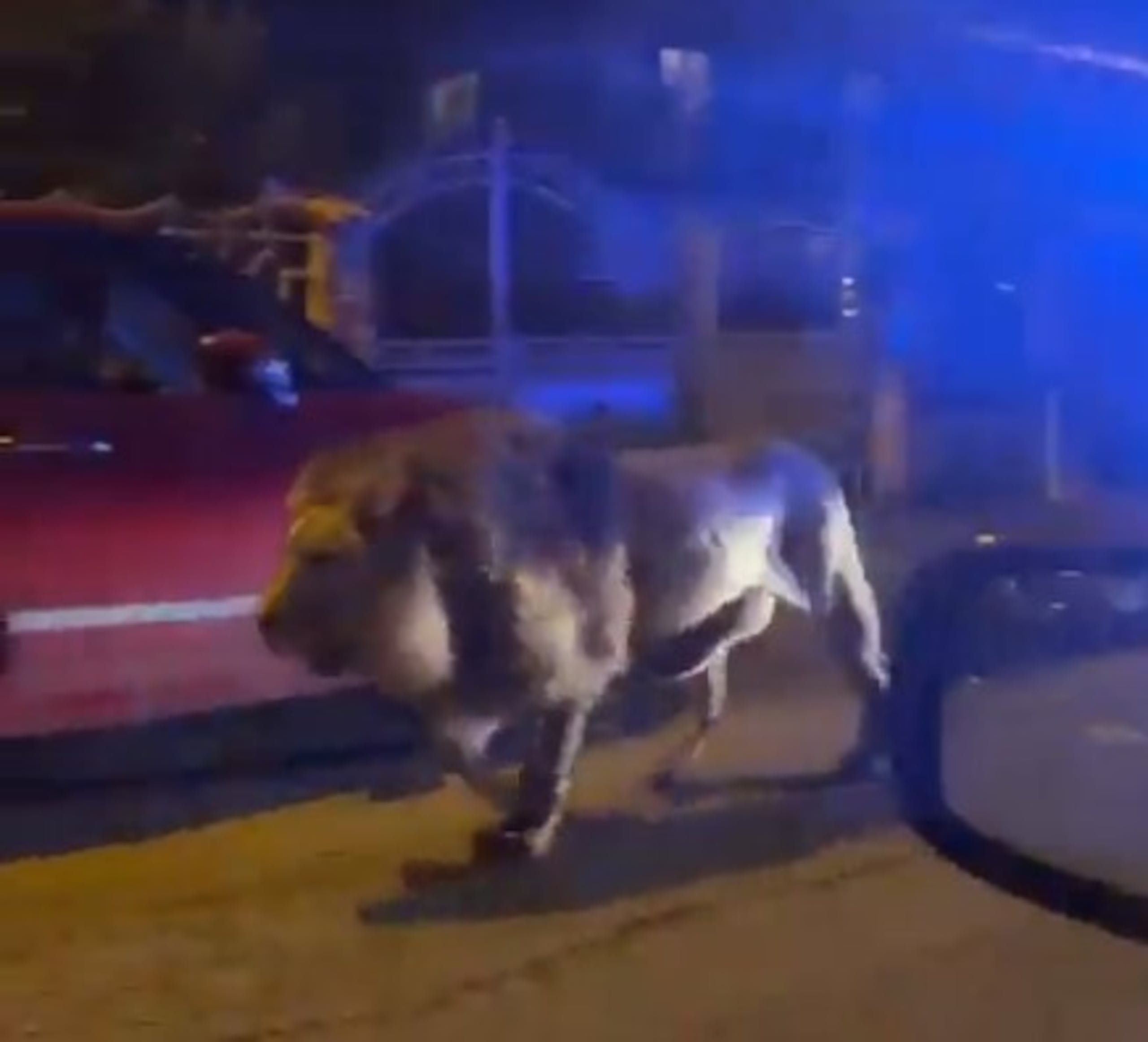 Las autoridades le han pedido a los residentes de Ladispoli que se mantengan en sus hogares hasta que el felino sea capturado.