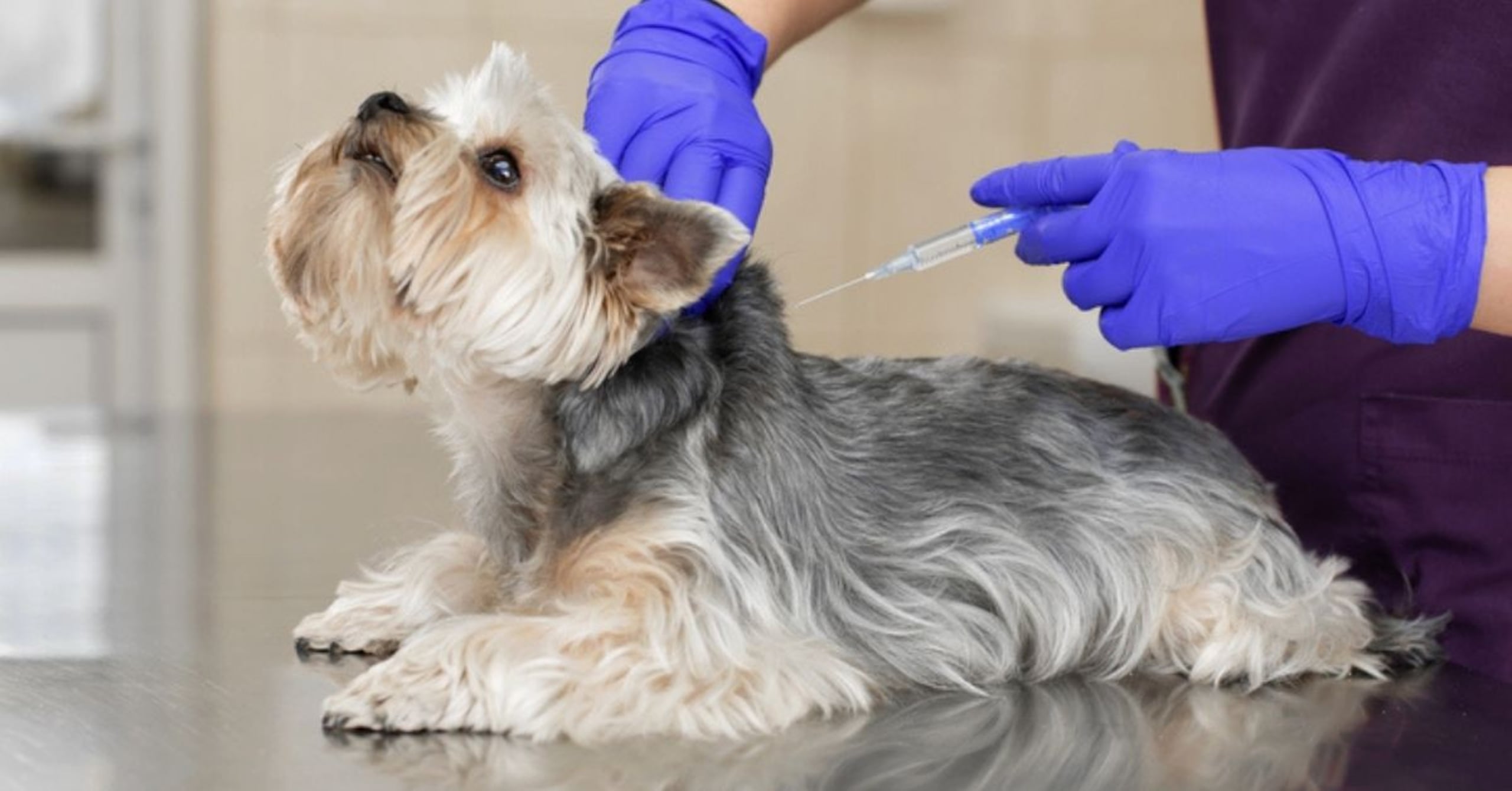 En Juana Díaz, el evento será hoy a partir de las 10:00 a.m. en el Coliseo Dolores “Toyita” Martínez y, en Peñelas, el domingo a las 9:00 a.m. en el Complejo Luis Muñoz Marín.