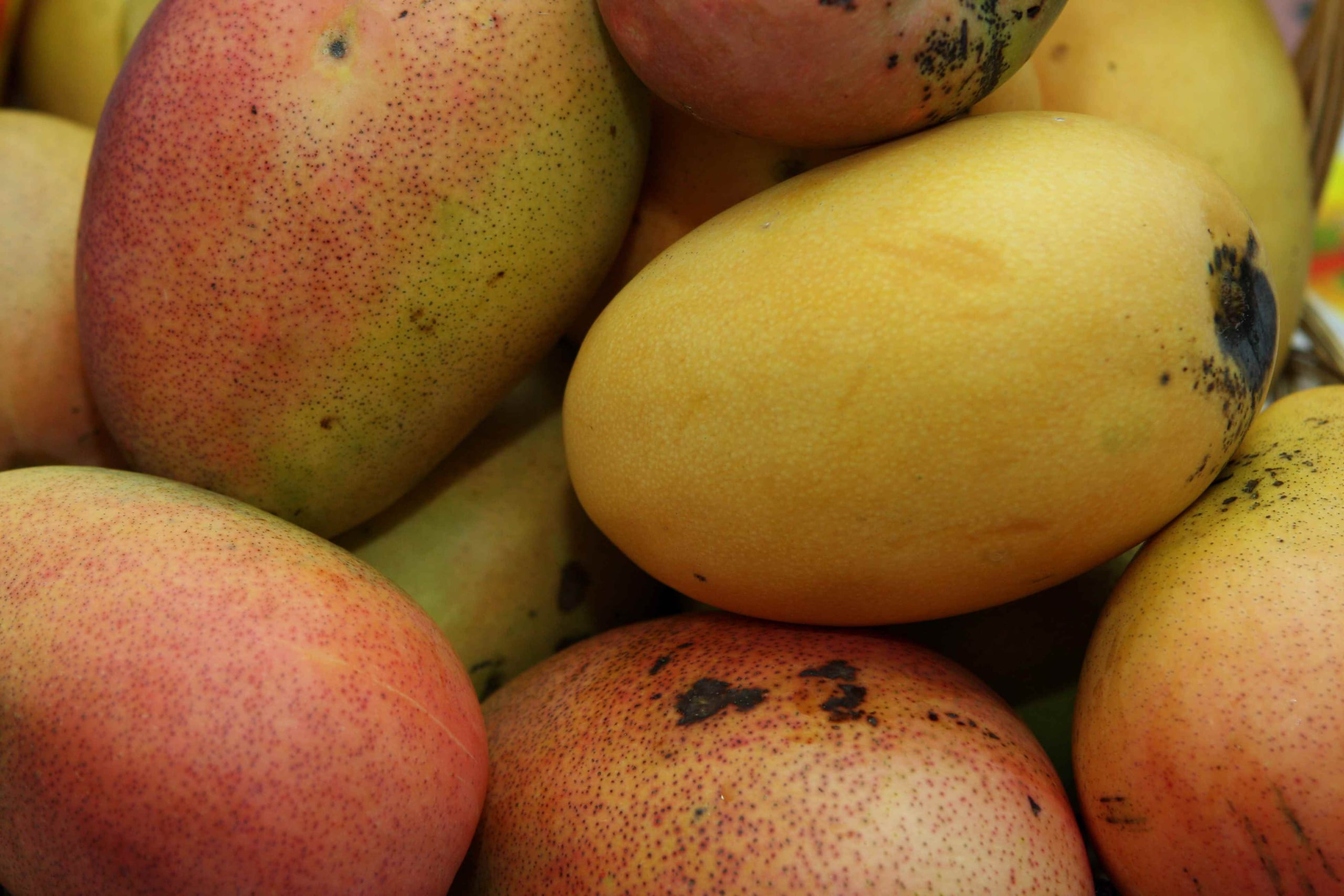 El mangó, particularmente, es una de las frutas que más es detectada por agentes de USDA en los aeropuertos de la isla. (GFR Media)