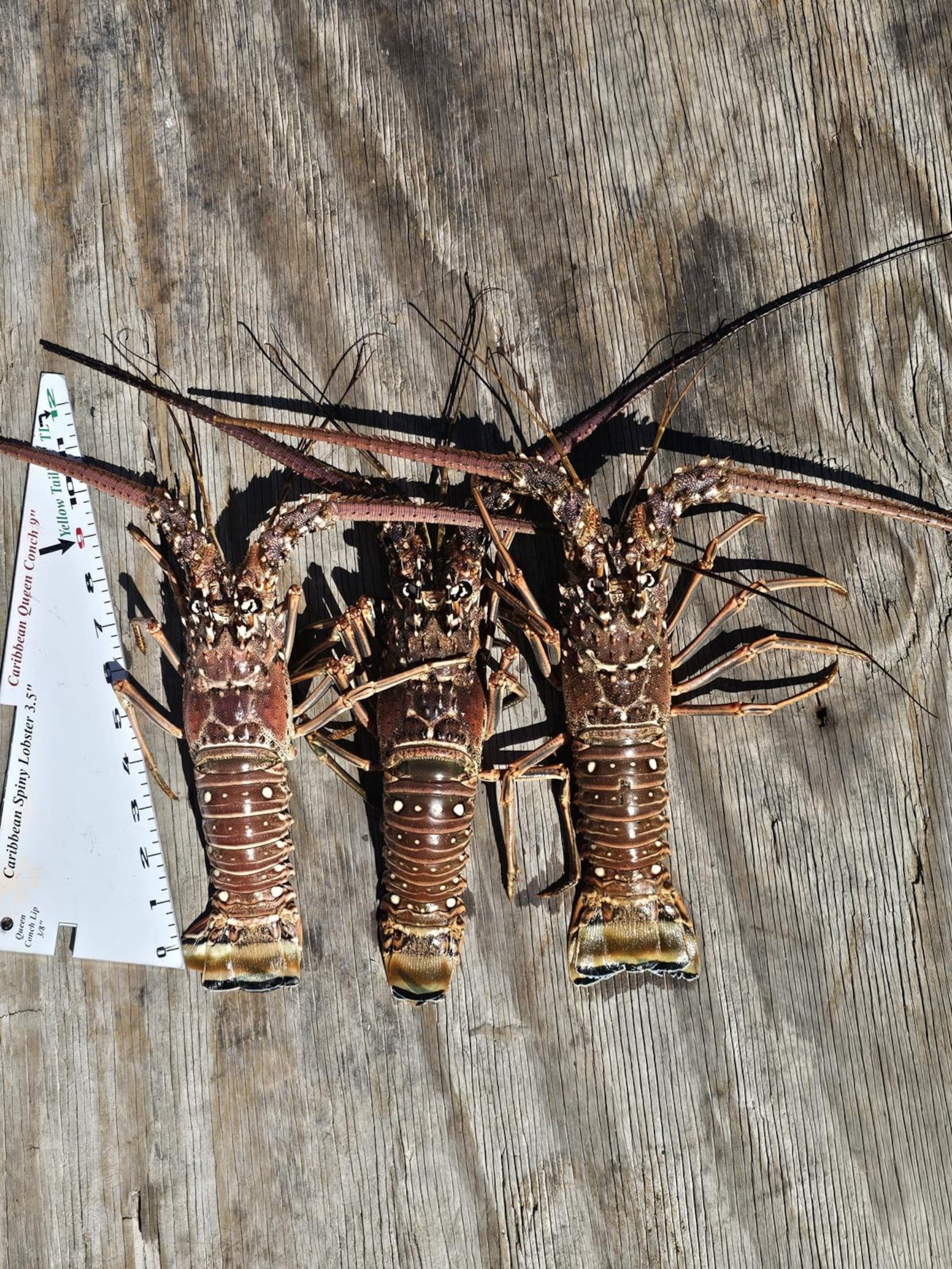 El DRNA recordó que la pesca de langostas de menos de 3.5 pulgadas es ilegal en Puerto Rico.