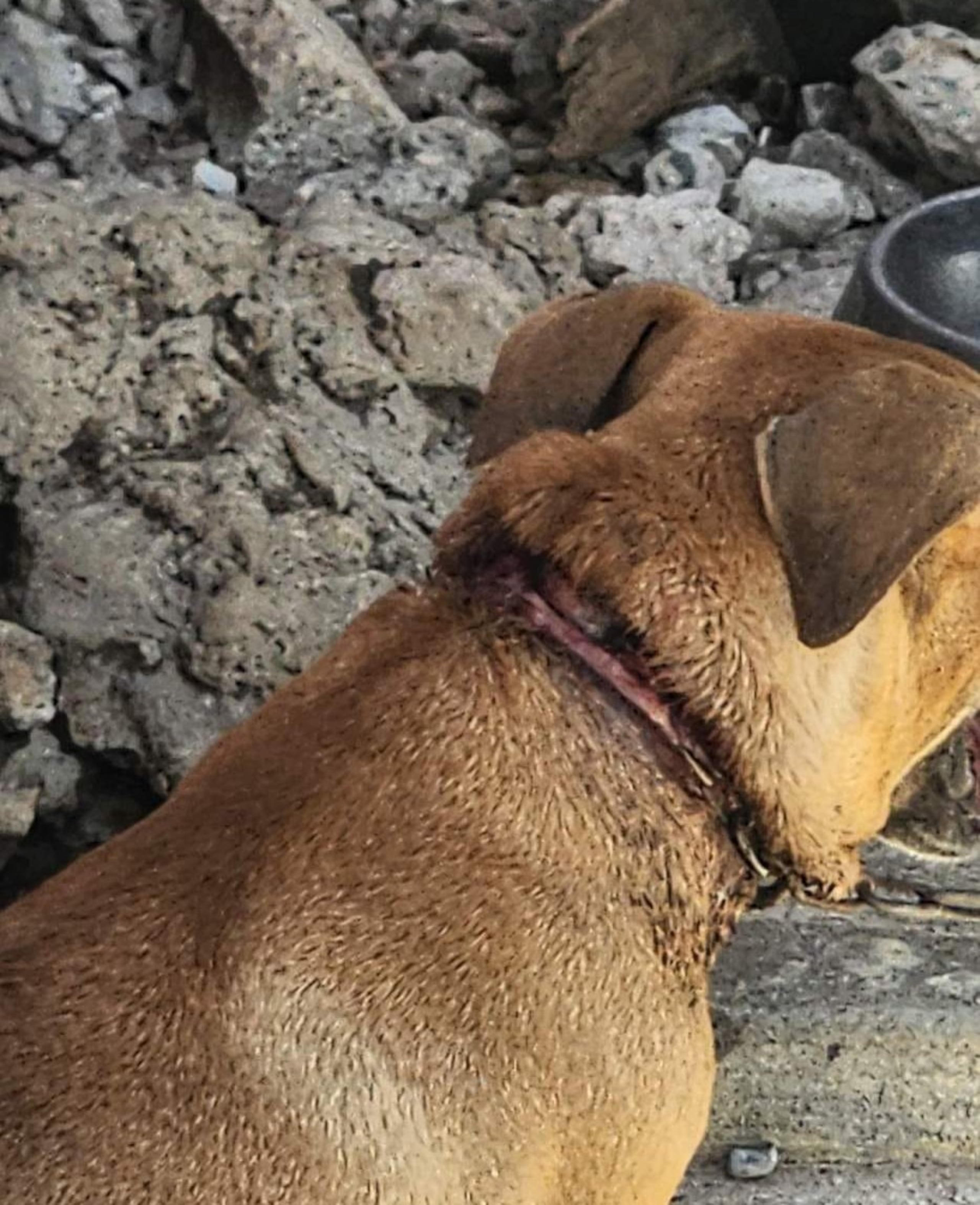 Una de las fotografías suministradas por la Policía de uno de los perros que muestra heridas en el cuello.