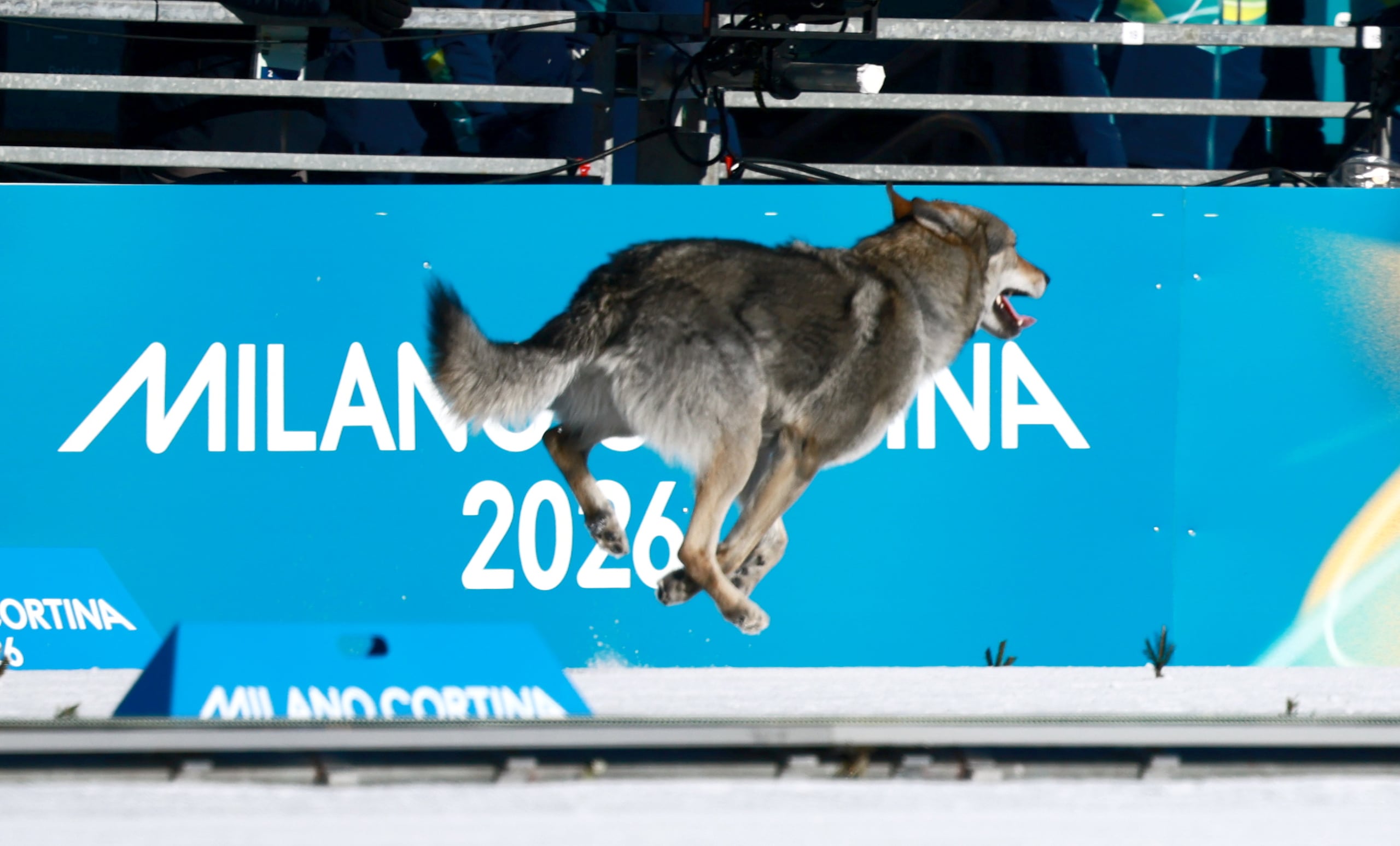 El perro lobo que se ha convertido este miércoles en el protagonista inesperado de la jornada en los Juegos Olímpicos de Invierno de Milán Cortina 2026, al irrumpir en la clasificación del sprint femenino libre por equipos de esquí de fondo. (EFE/EPA/HANNIBAL HANSCHKE)