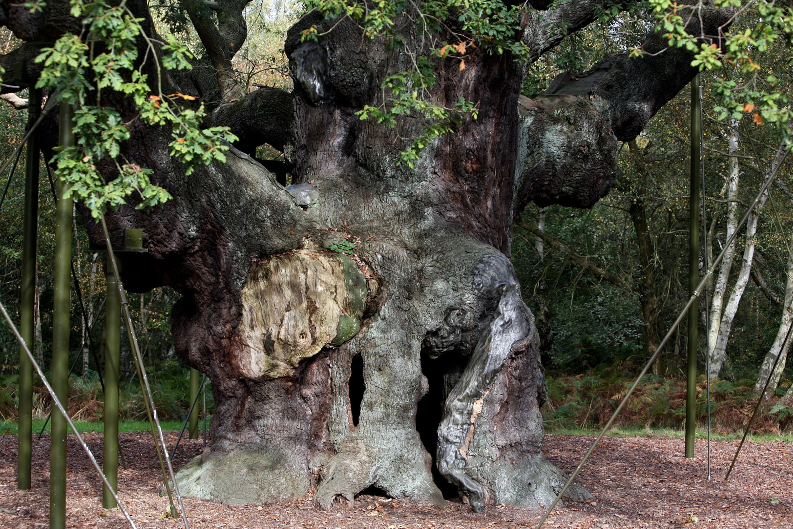 Se cree que el Roble Mayor, de 1200 años de antigüedad y ubicado en el Bosque de Sherwood, murió tras no brotar hojas esta primavera.