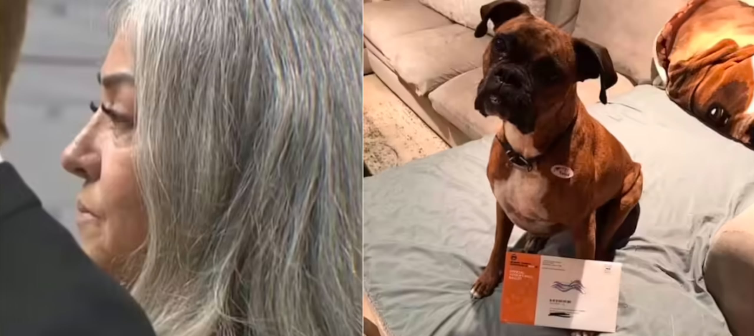 El perro de Yourex, Maya, votó en las elecciones de 2021, pero su voto fue rechazado en 2022.