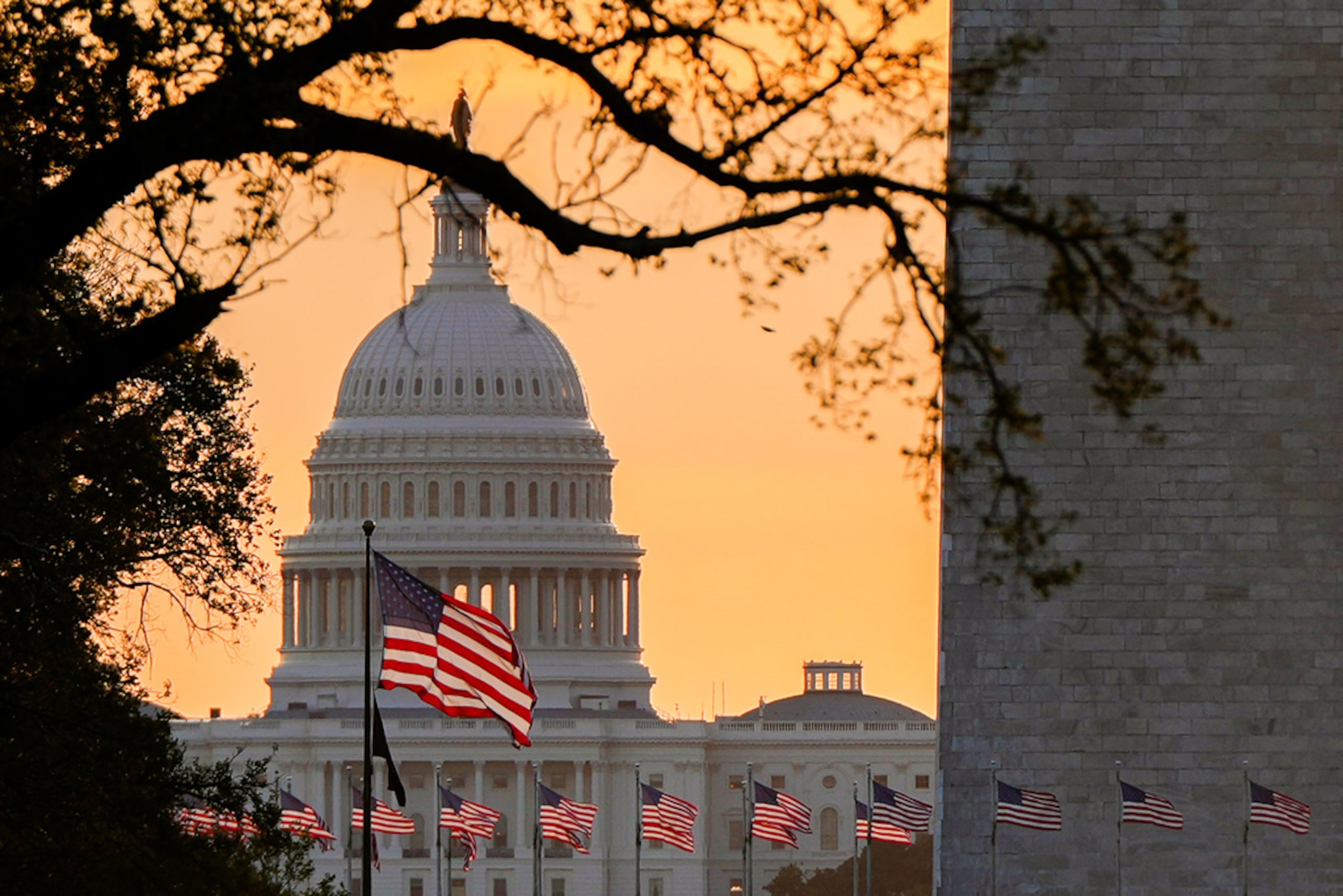 Banderas estadounidenses ondean frente al Capitolio de Estados Unidos al amanecer, el 1 de octubre de 2025, en Washington.