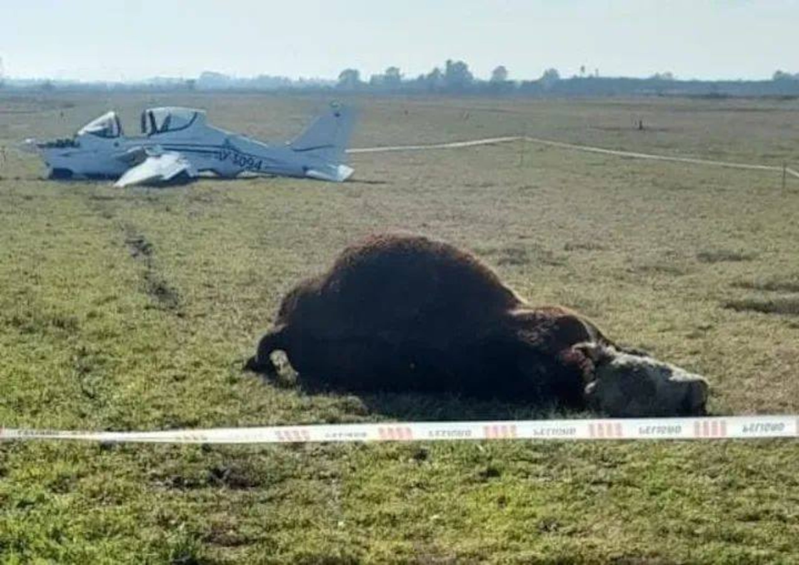 El impacto del animal fue contra el ala de la aeronave, no de frente, y se dio durante la maniobra final del aterrizaje.