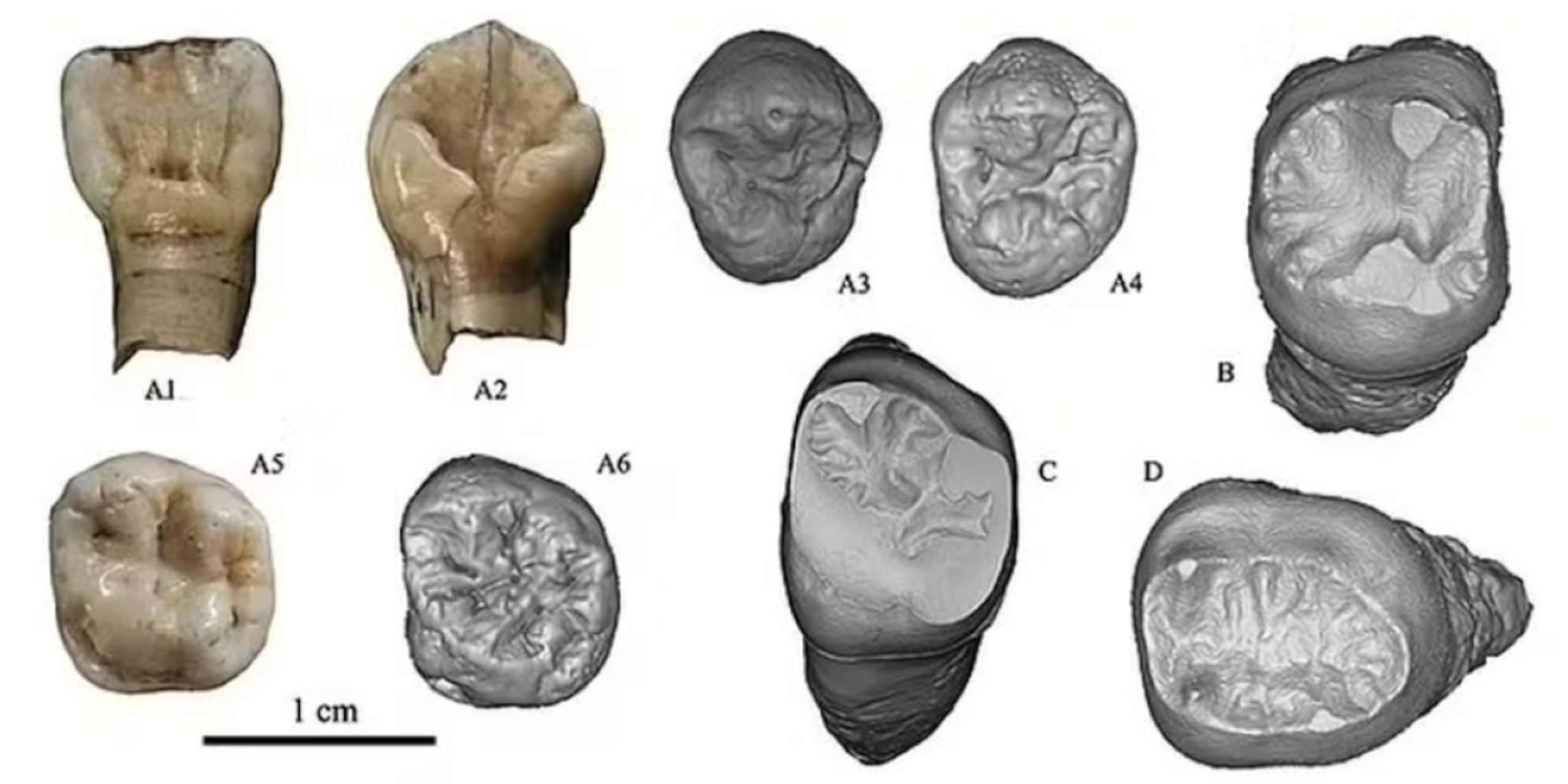 La nueva especie humana se llama Homo juluensis.