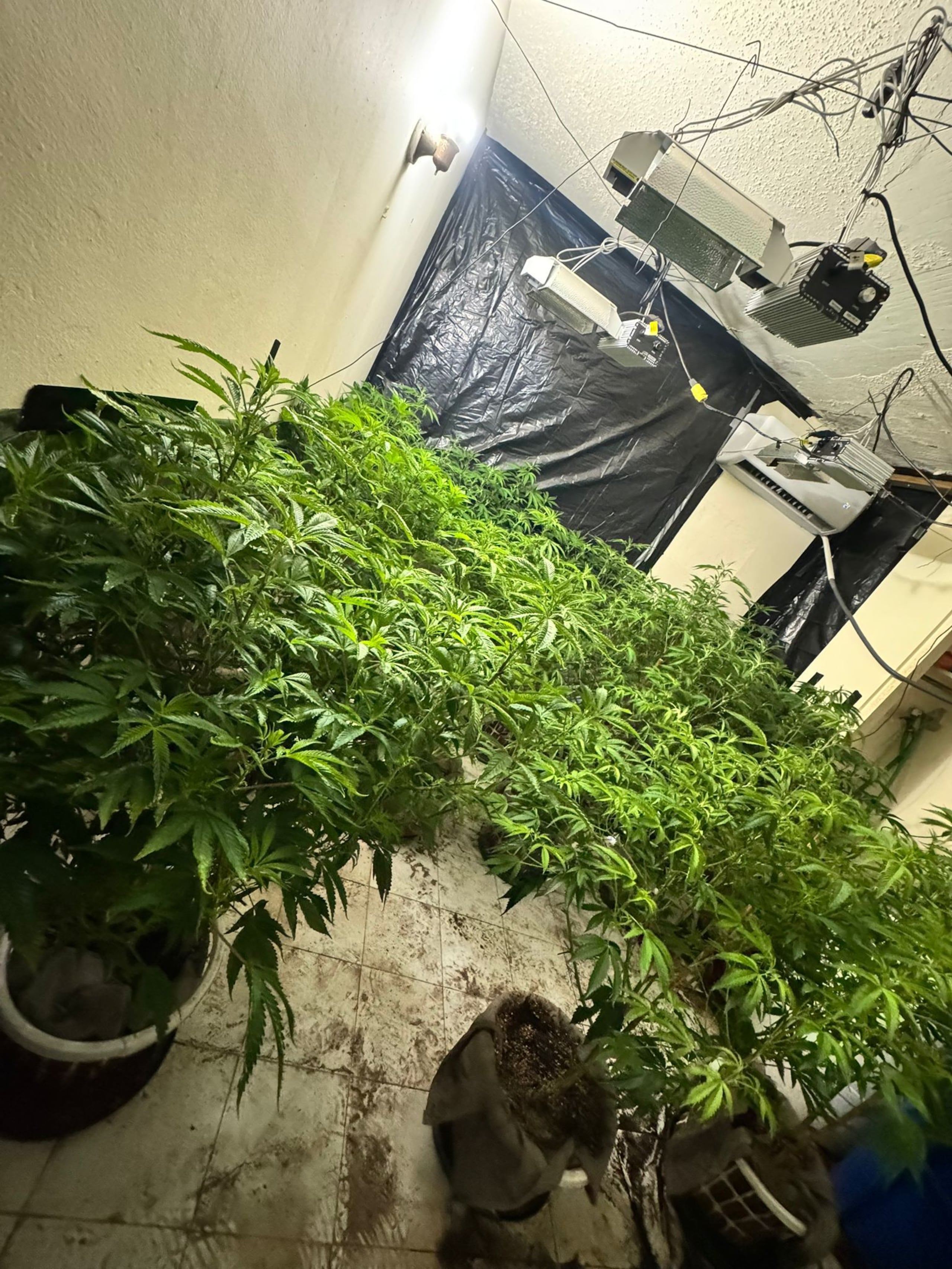 Invernadero de marihuana ocupado en una residencia que ubica en la calle Tabonuco, de la urbanización Arbolada, en Caguas.