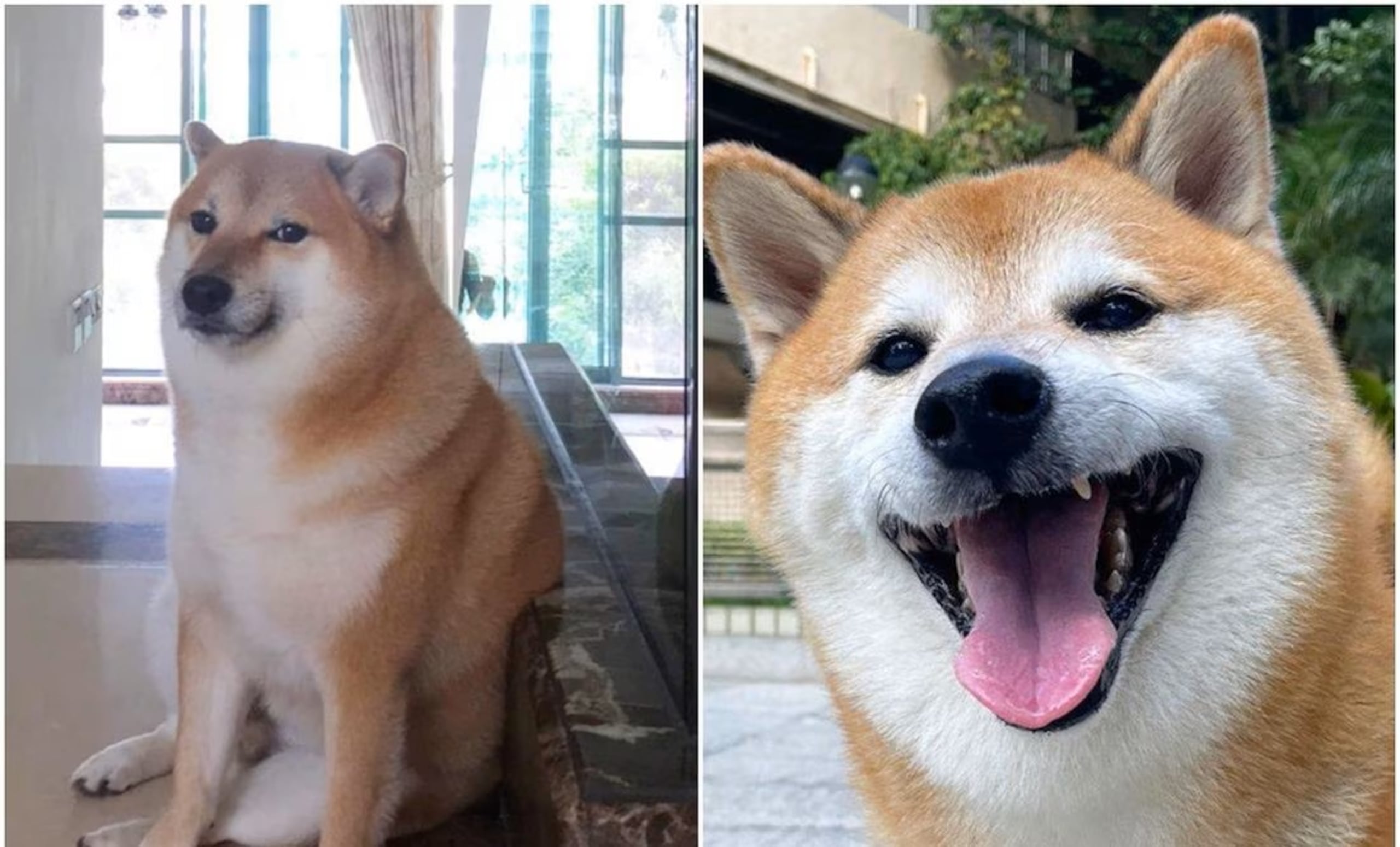 Cheems se convirtió en estrella gracias a una serie de memes en los que se realiza un juego de palabras.