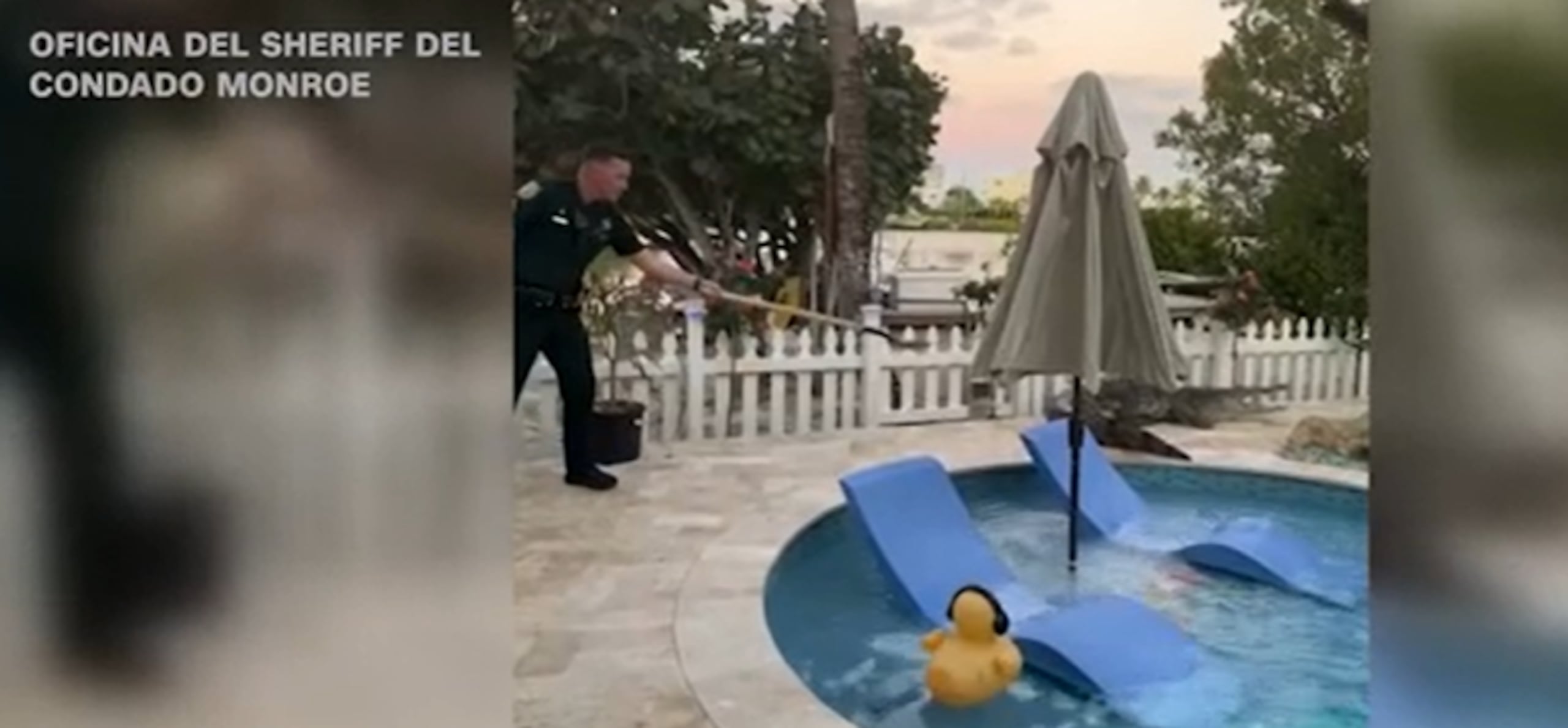 Policía intenta sacar un caimán de una residencia en Florida